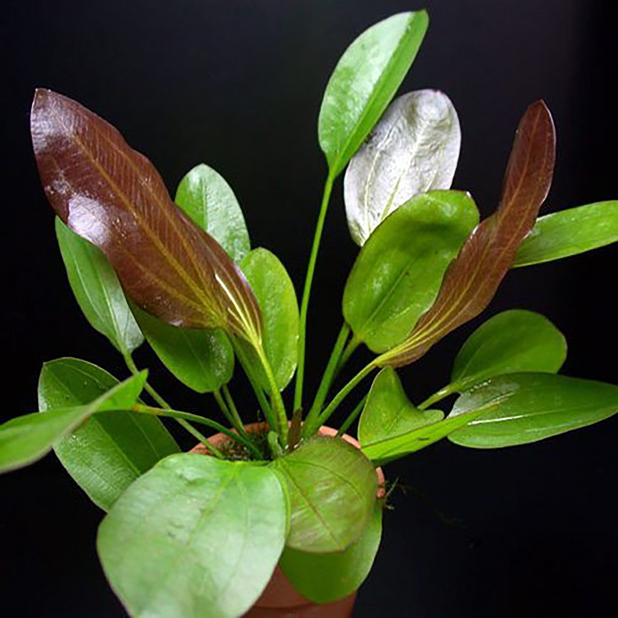 BUY2 GET1 FREE Amazon Sword Echinodorus Red Melon Small Live Aquatic