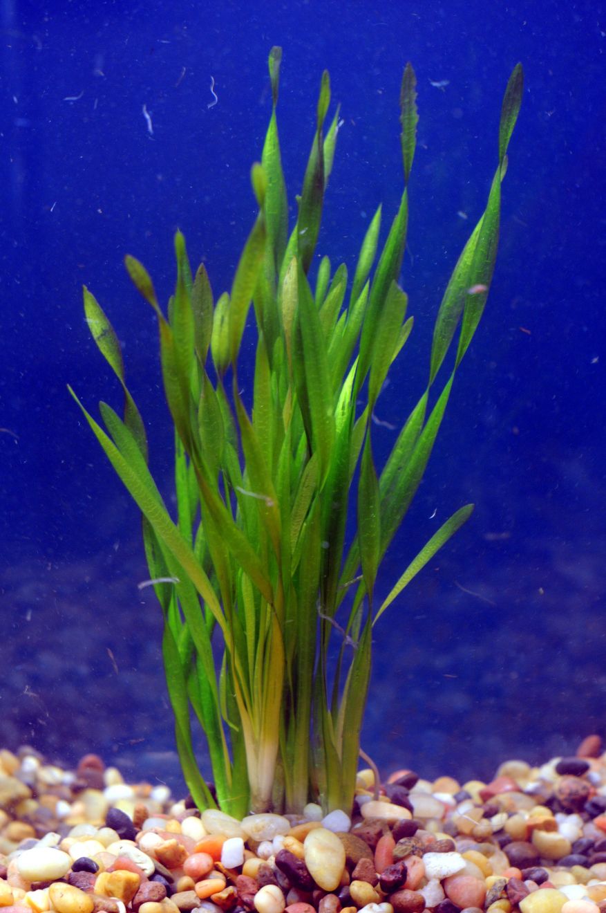 🌱 Vallisneria Biawensis (Corkscrew) Bunch Live Aquarium Plant eBay