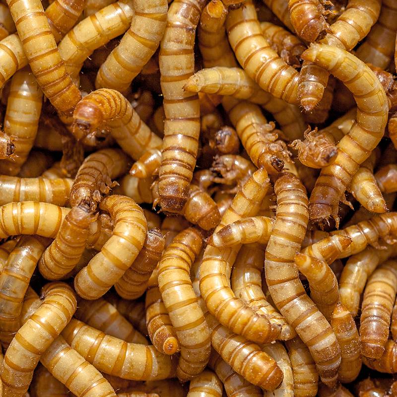Live GIANT All items in the store Mealworm Bearded Dragon Li Meal
