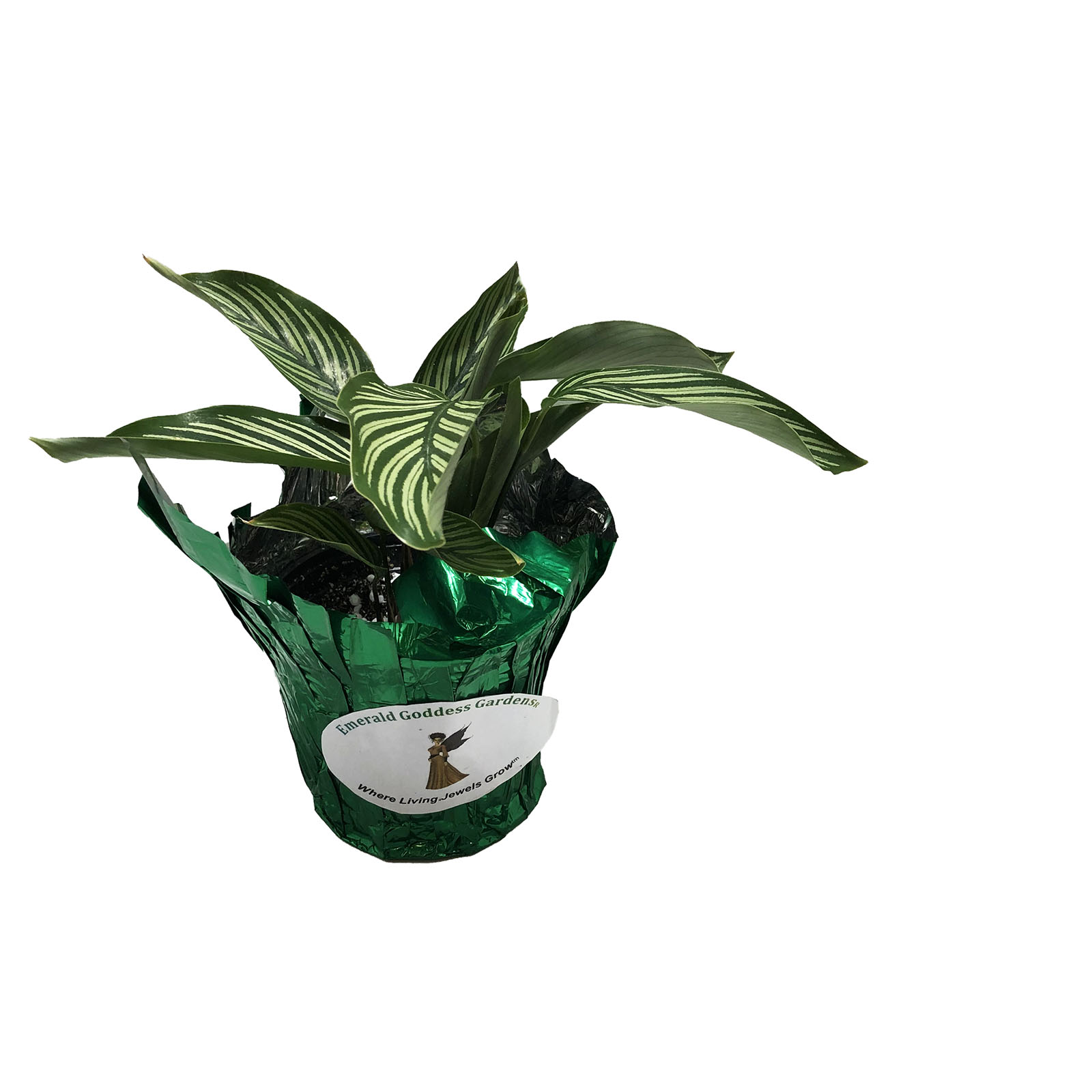 CALATHEA VITTATA Prayer Plant Bright White Pinstripe ...