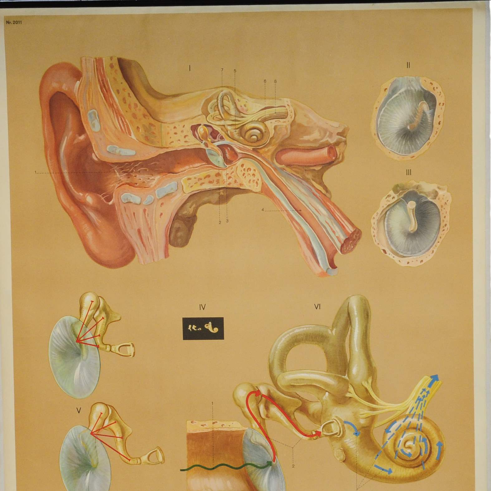 vintage poster rollable medical wall chart ear hearing aural acoustic organ - Picture 2 of 4
