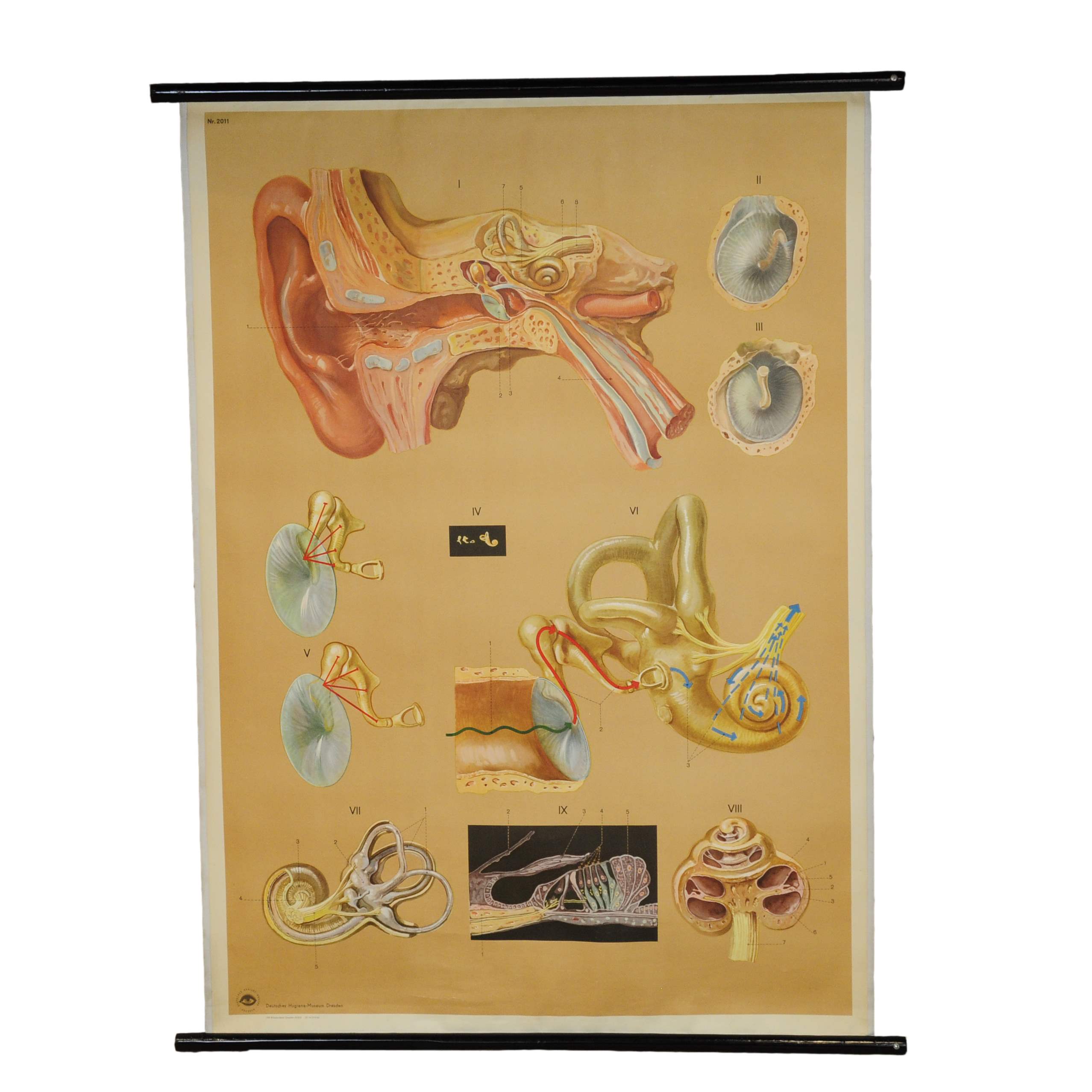 vintage poster rollable medical wall chart ear hearing aural acoustic organ - Picture 1 of 4