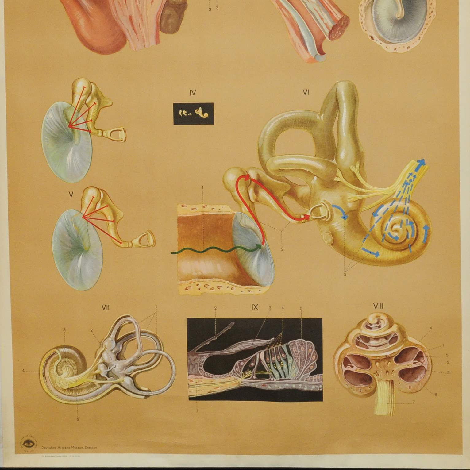 vintage poster rollable medical wall chart ear hearing aural acoustic organ - Picture 3 of 4