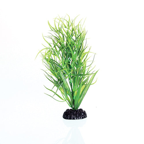 Underwater Treasures Green Diandra Plant