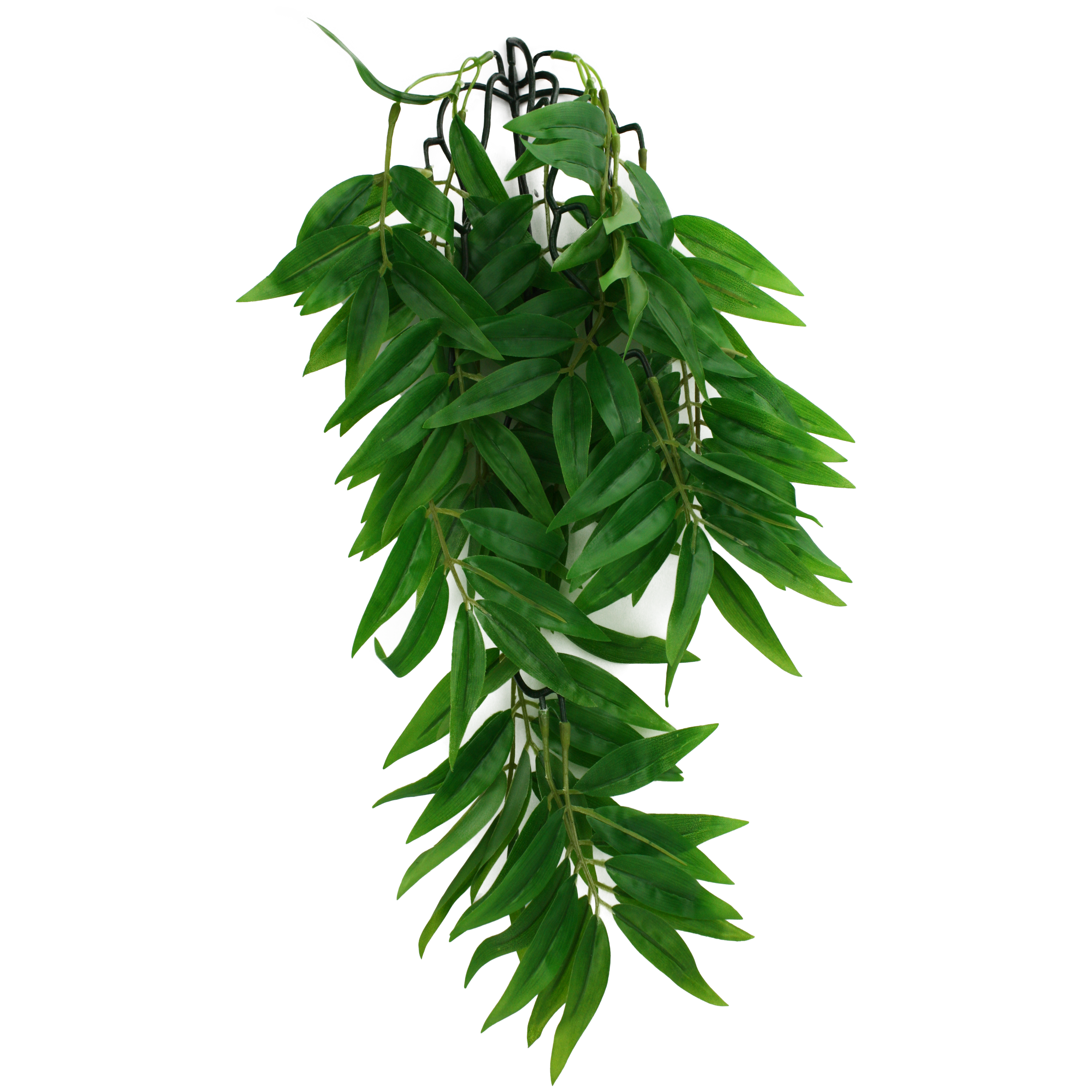 Komodo Climbing Bamboo Plant