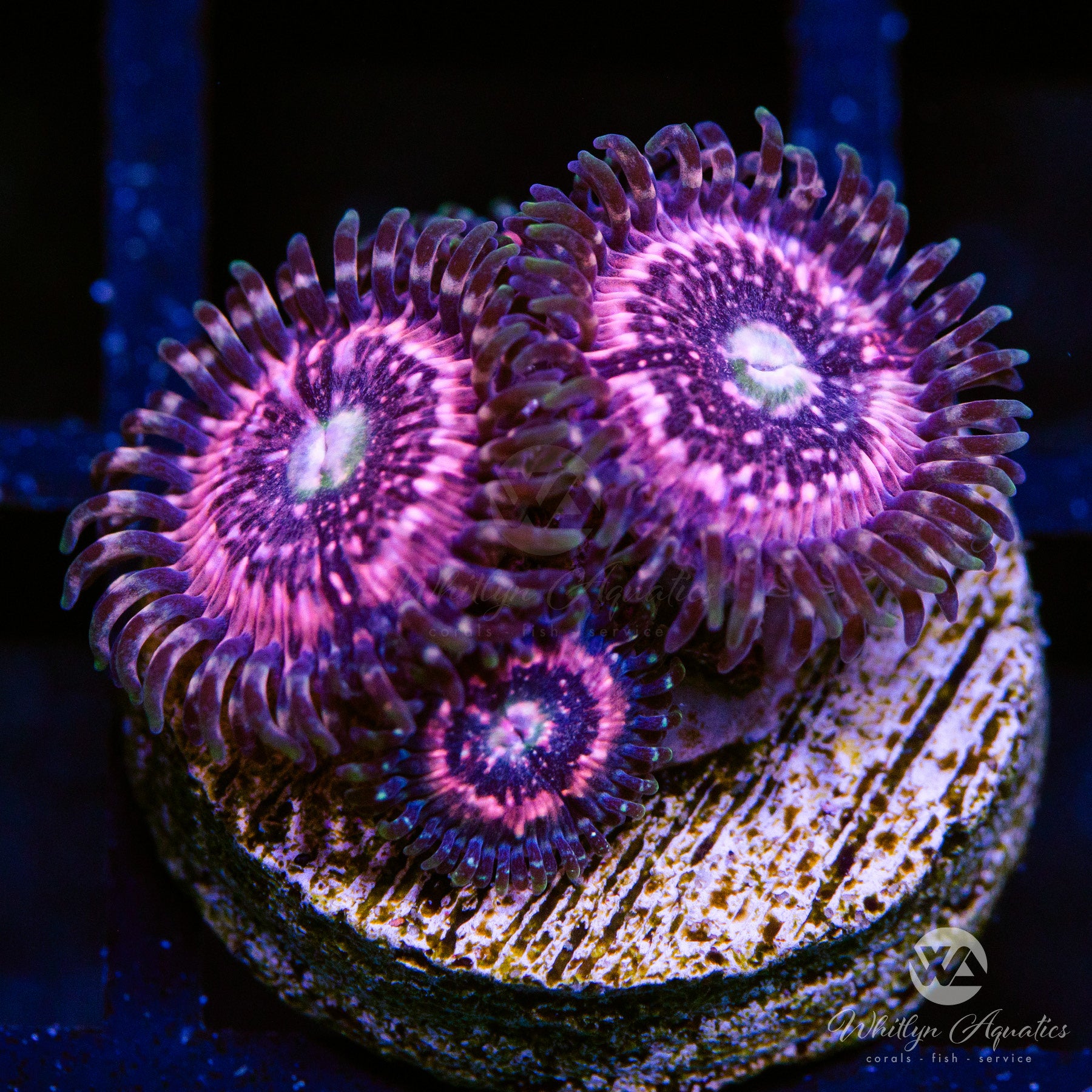 WA Pink Zipper Zoa Zoanthid - Live Coral Frag | eBay