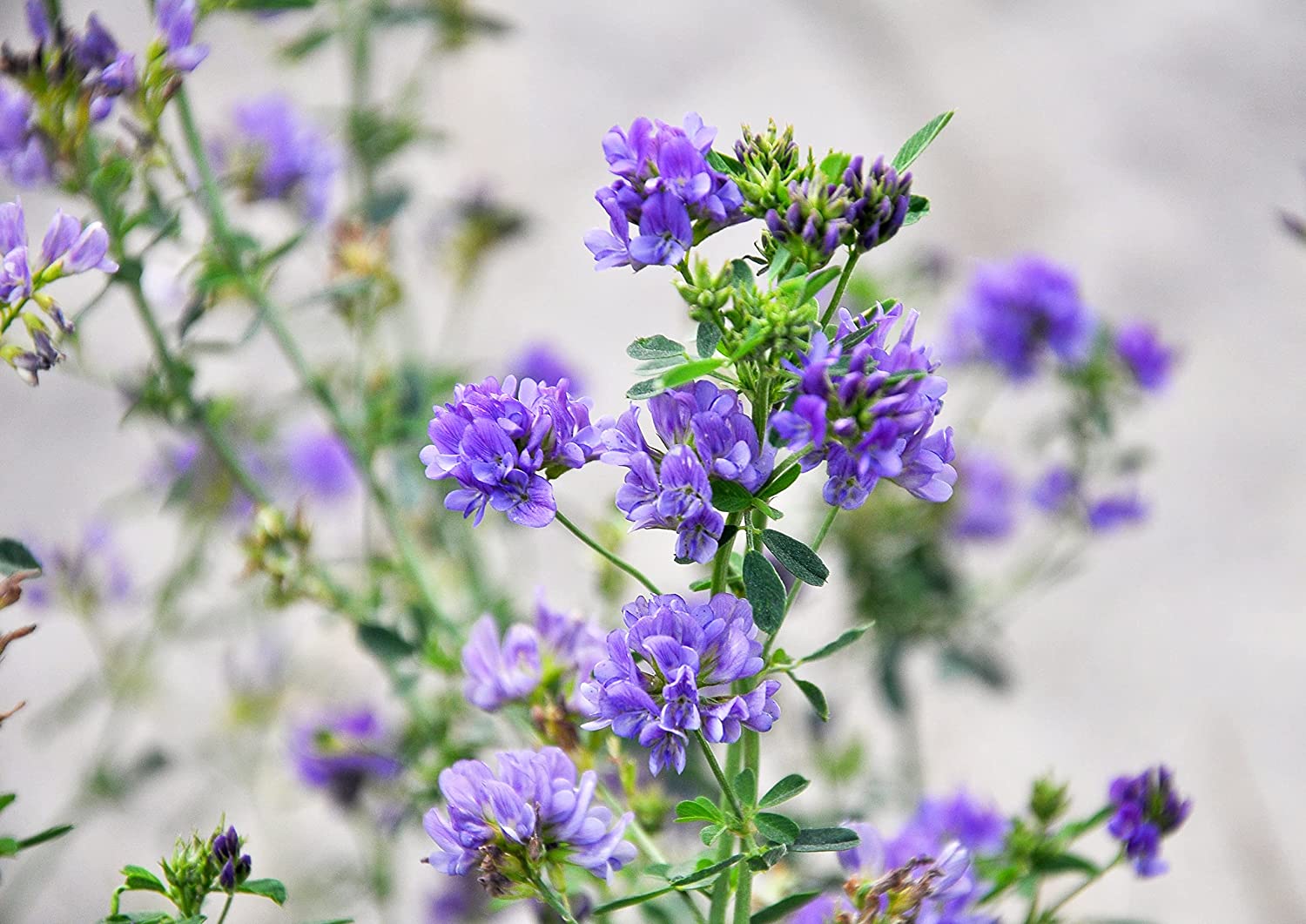 Alfalfa Seeds for Sprouting - Sproutable, Kosher, Raw, Vegan - by Food to Live - Picture 80 of 80