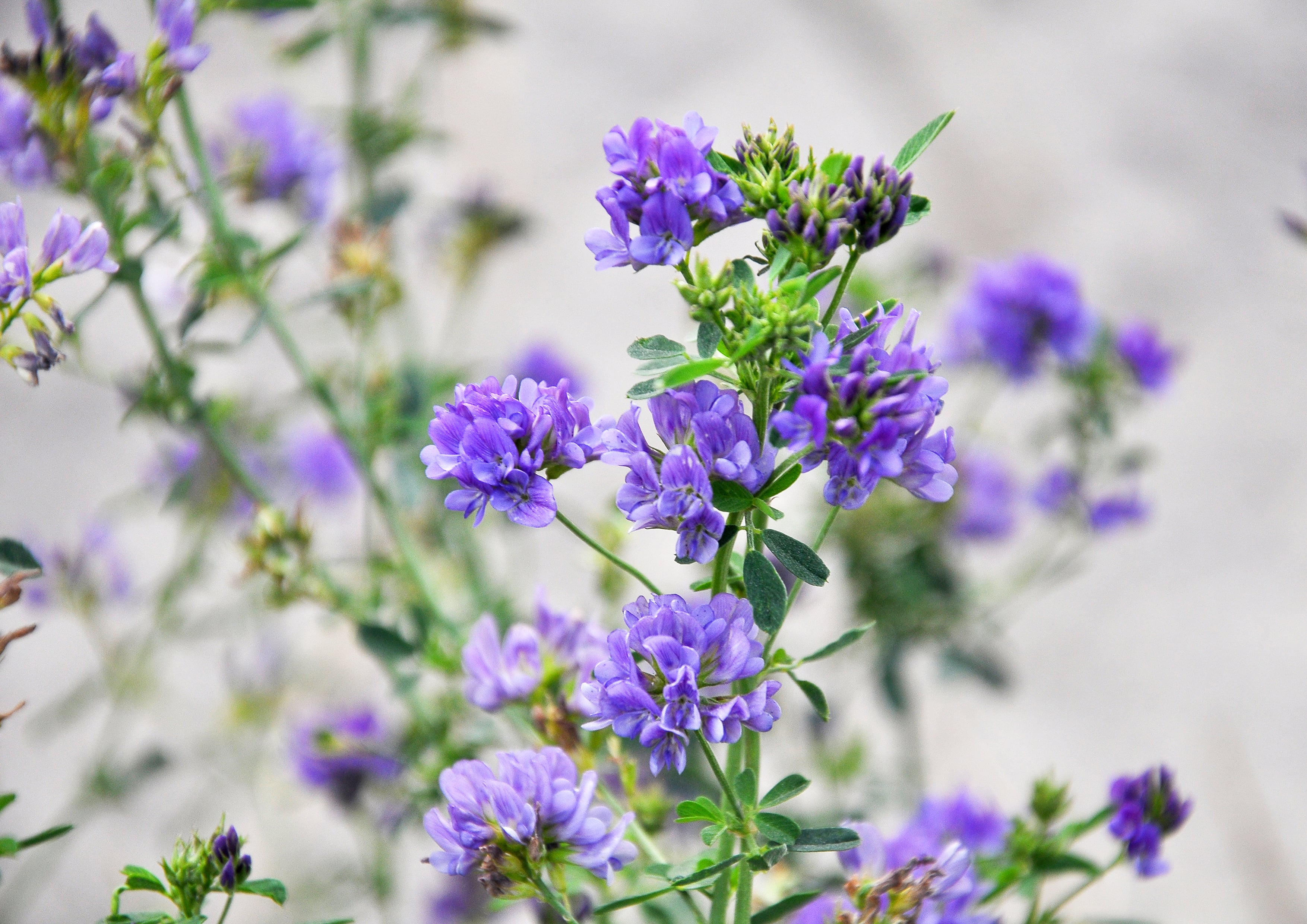 Alfalfa Seeds for Sprouting - Sproutable, Kosher, Raw, Vegan - by Food to Live - Picture 40 of 80