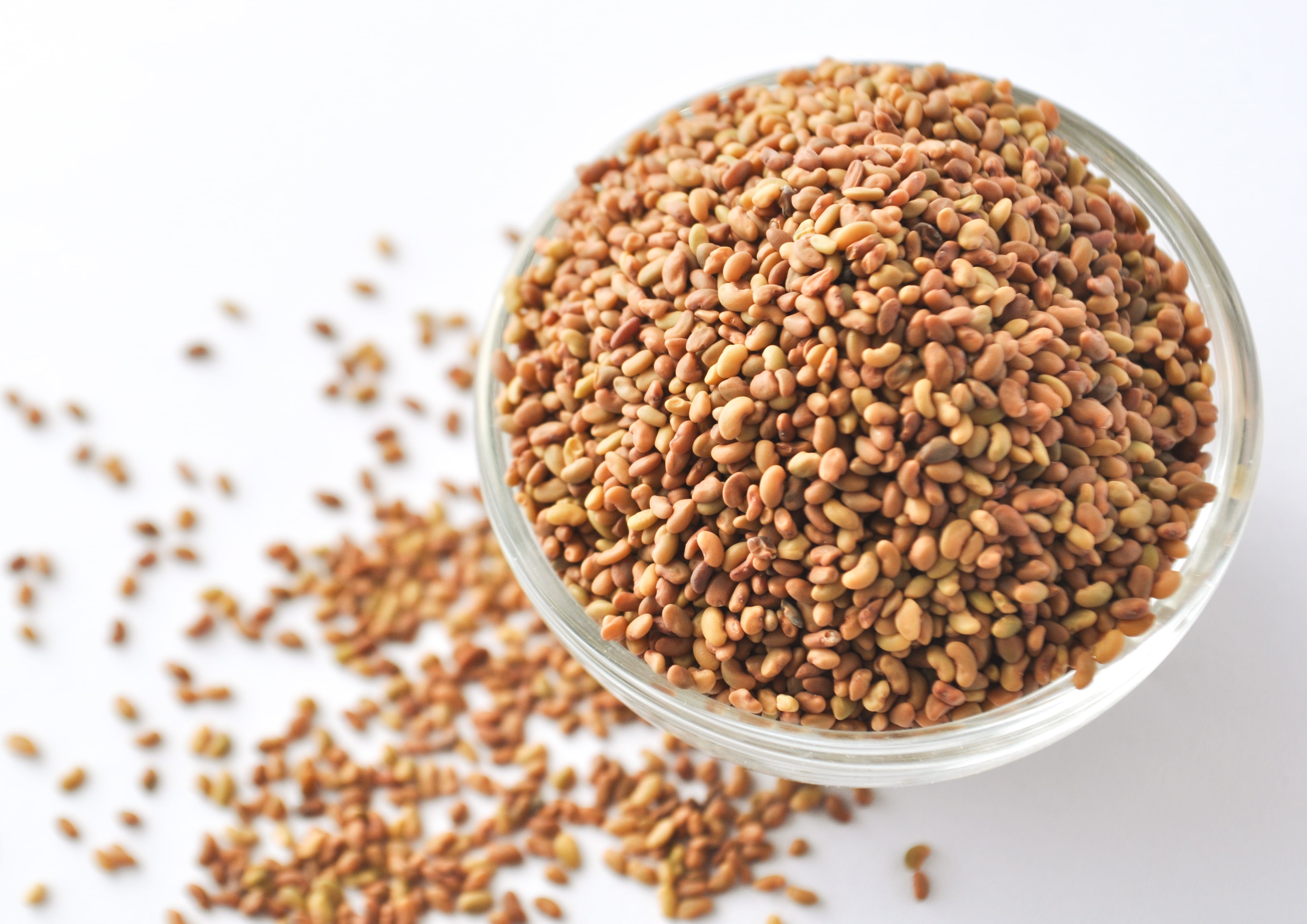 Alfalfa Seeds for Sprouting - Sproutable, Kosher, Raw, Vegan - by Food to Live - Picture 37 of 80