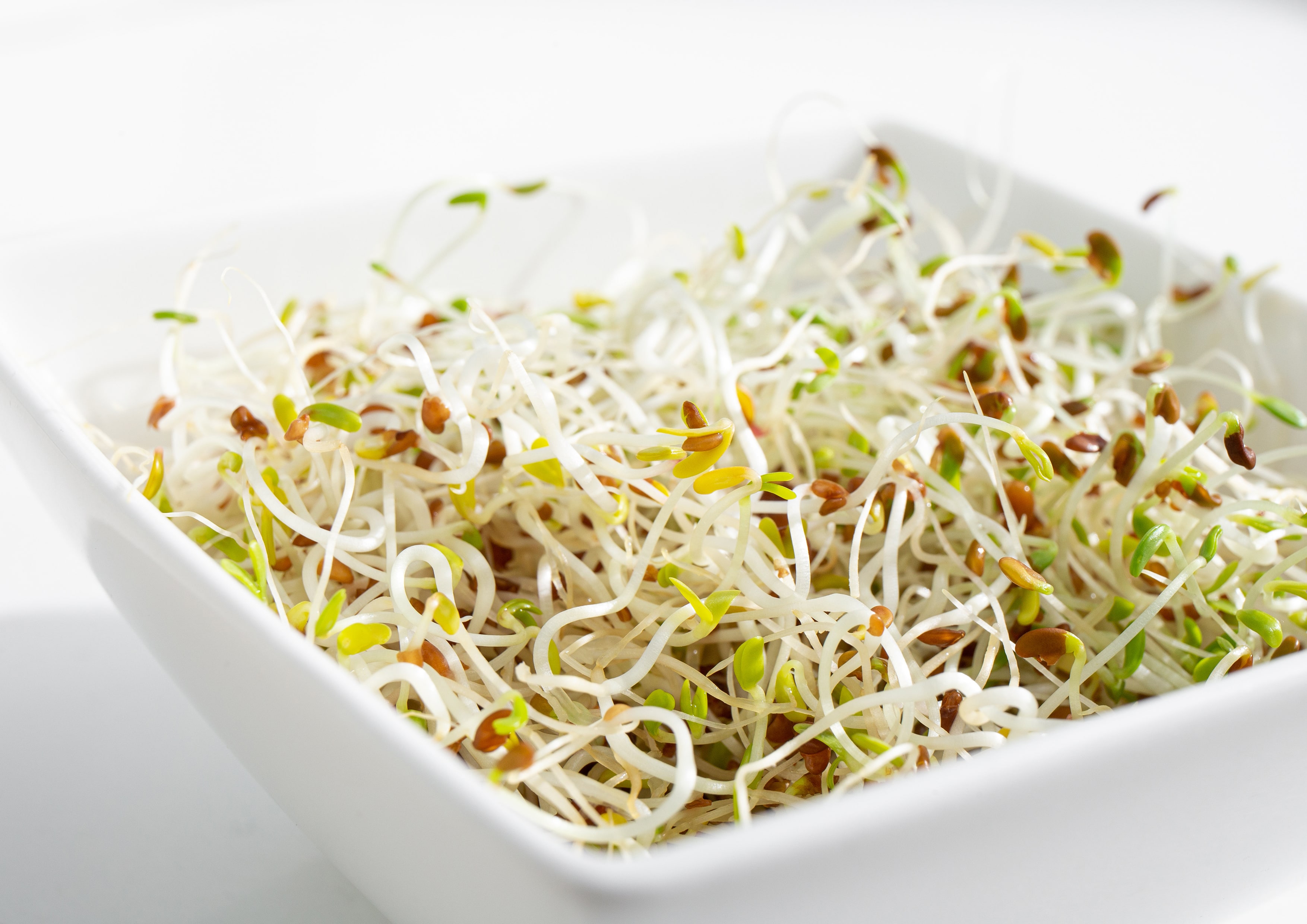 Organic Alfalfa Seeds for Sprouting - Non-GMO, Kosher, Vegan - by Food To Live - Picture 56 of 72