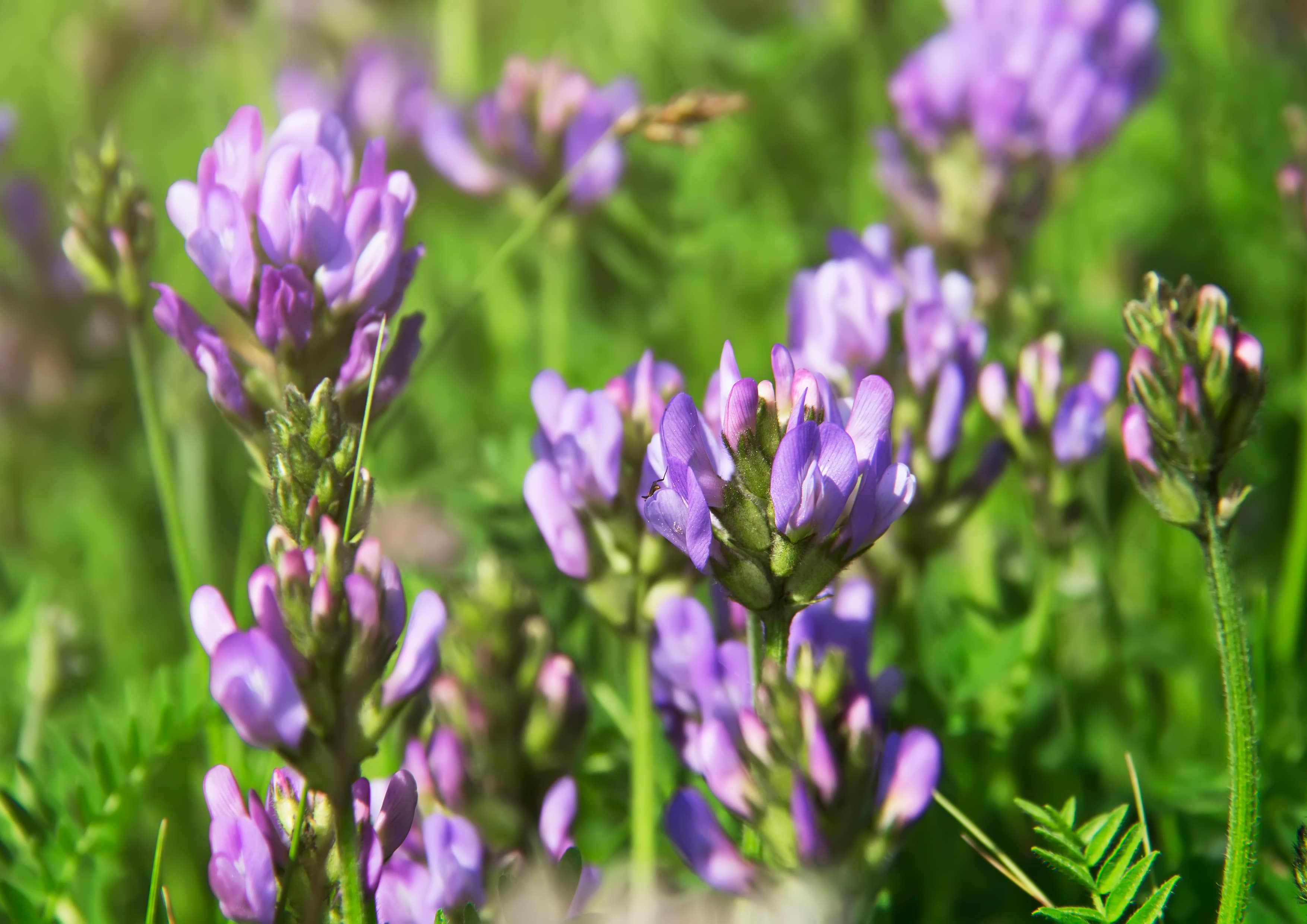 Organic Alfalfa Seeds for Sprouting - Non-GMO, Kosher, Vegan - by Food To Live - Picture 23 of 72