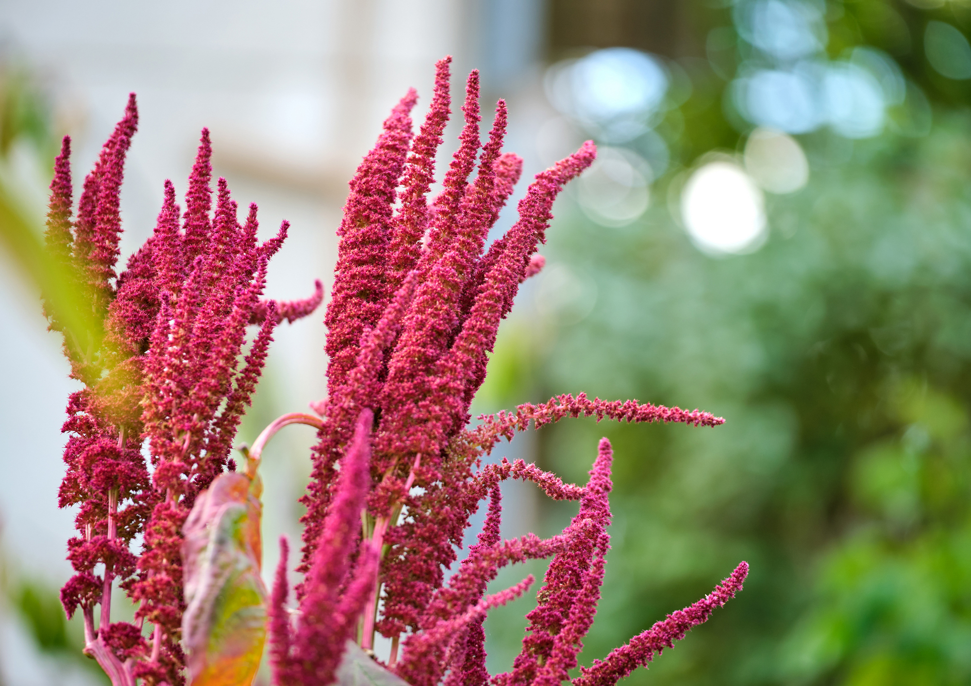 Amaranth Getreide - koscher, roh, vegan - von Food to Live - Bild 39 von 48