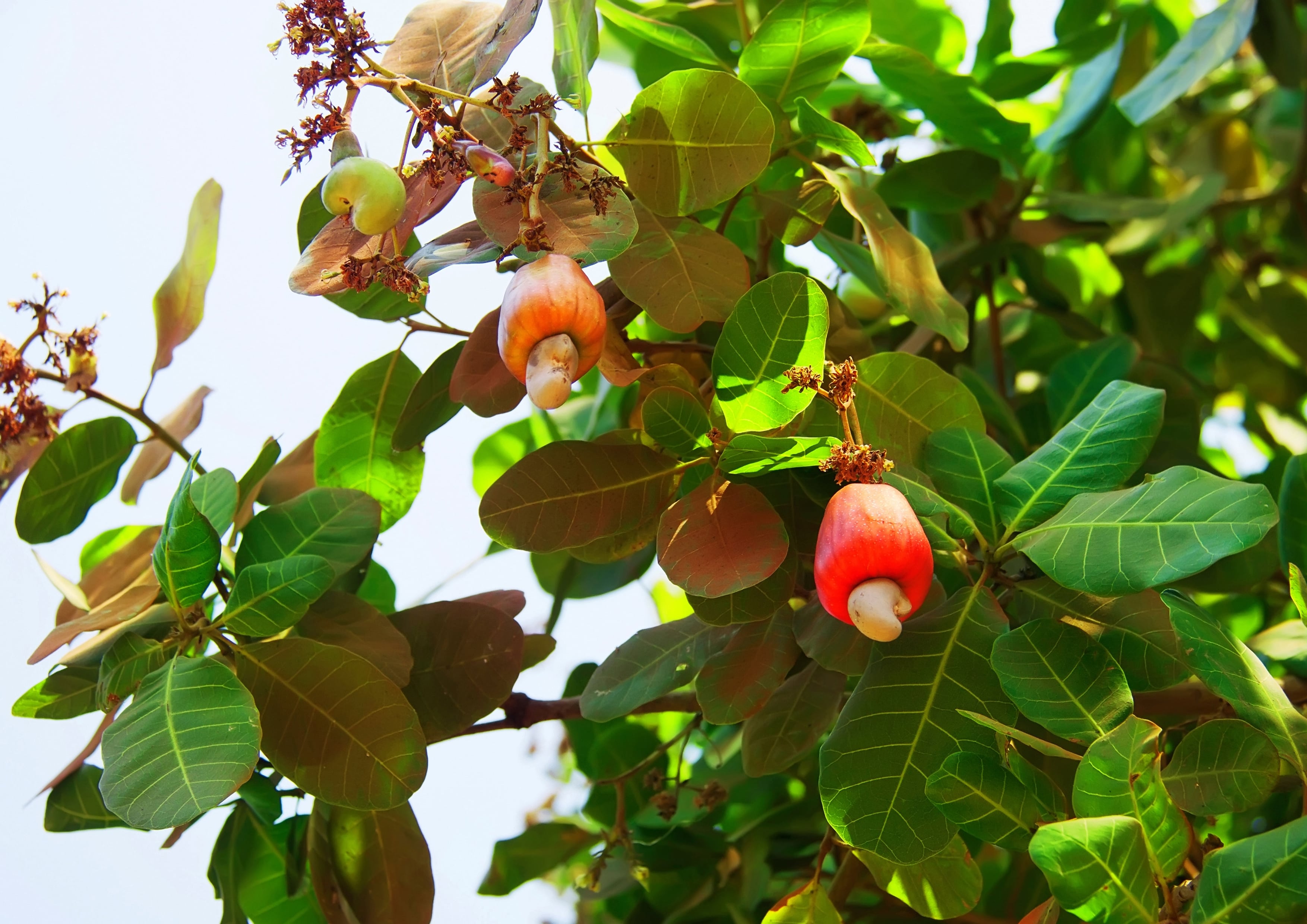Dry Roasted Whole Cashews with Himalayan Salt - NonGMO, Kosher - by Food to Live - Picture 25 of 56