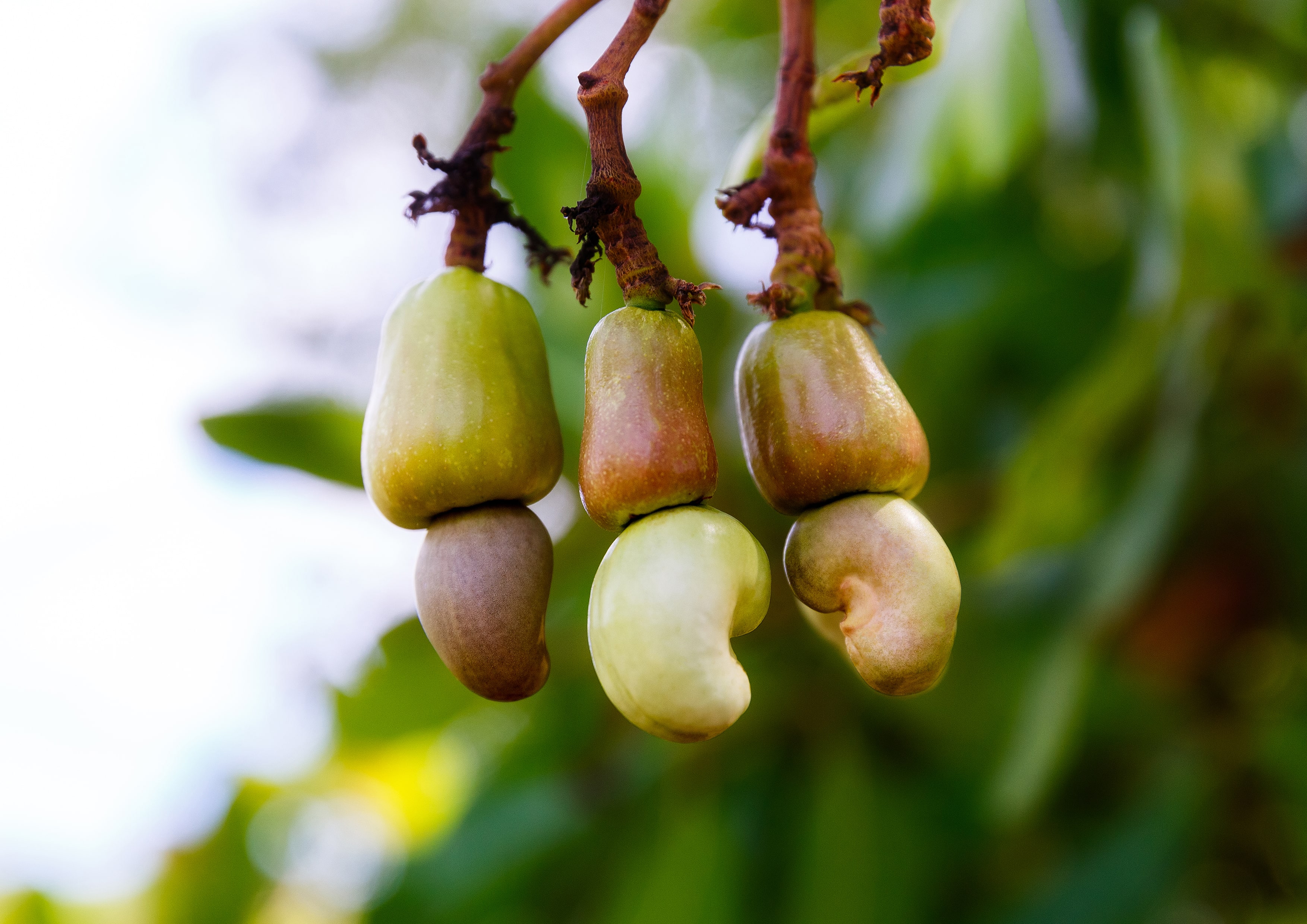 Organic Dry Roasted Cashews with Himalayan Salt - Non-GMO - by Food to Live - Picture 57 of 57