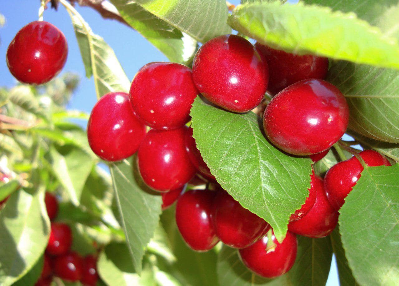 Organic Bing Cherries NonGMO, Kosher, Unsweetened, Raw, Bulk Food
