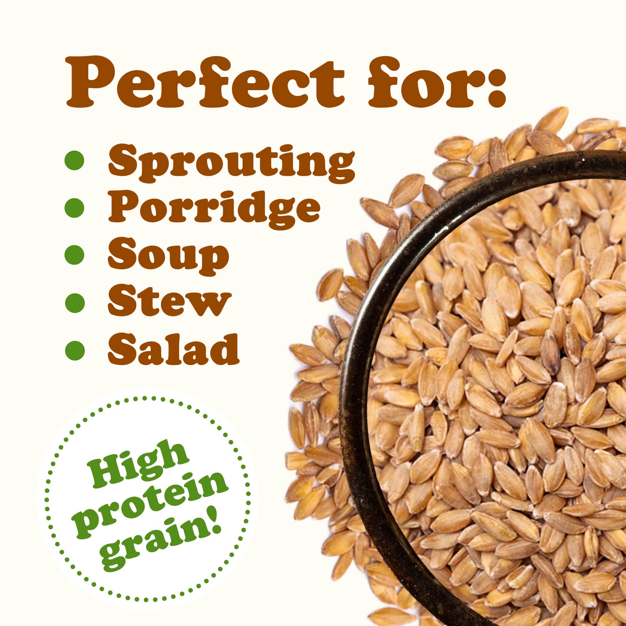 Organic Einkorn Wheat Berries NonGMO Whole Grain. Farro Piccolo in