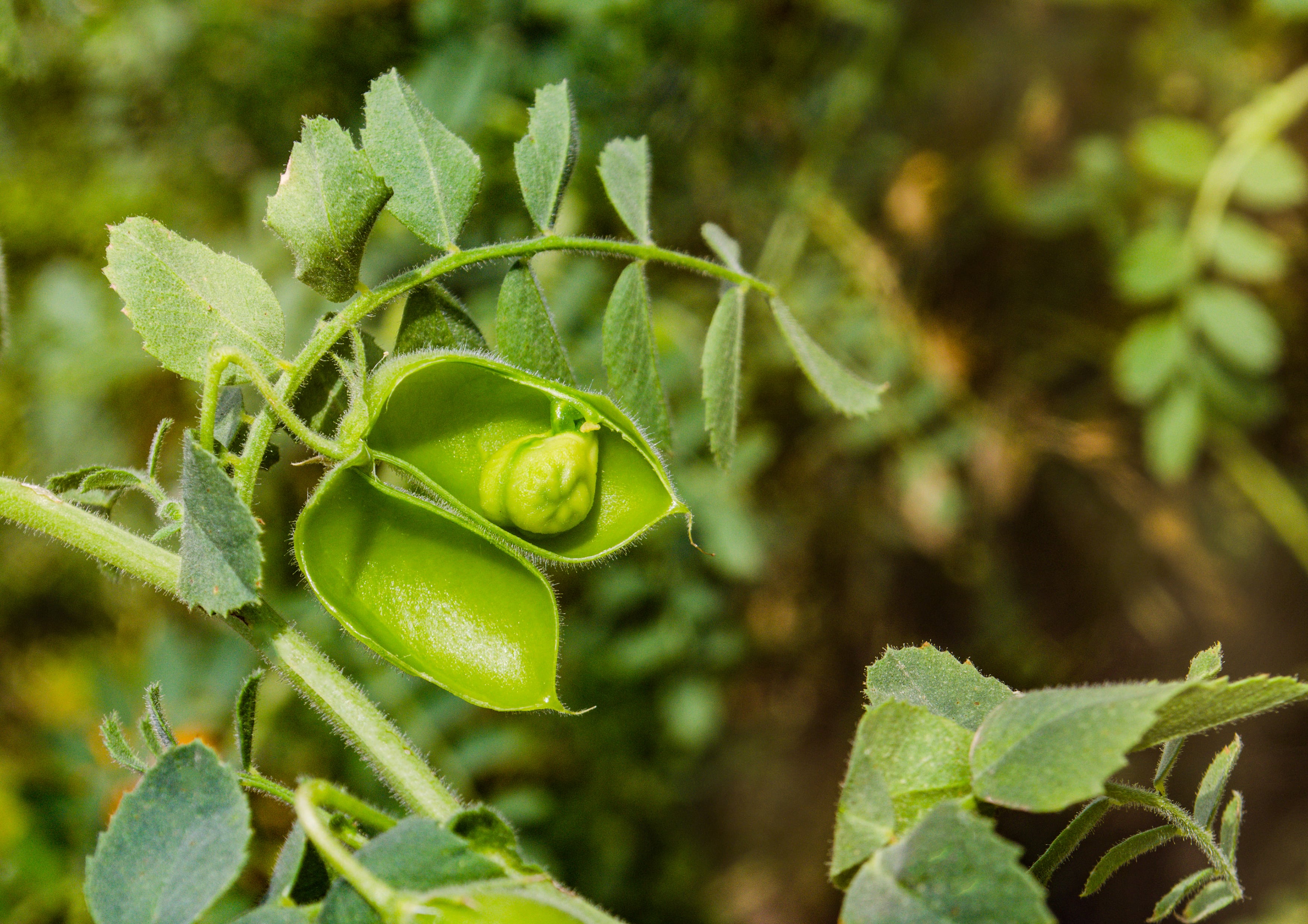 Garbanzo Beans (Chickpeas) - Sproutable, Kosher, Raw, Vegan - by Food To Live