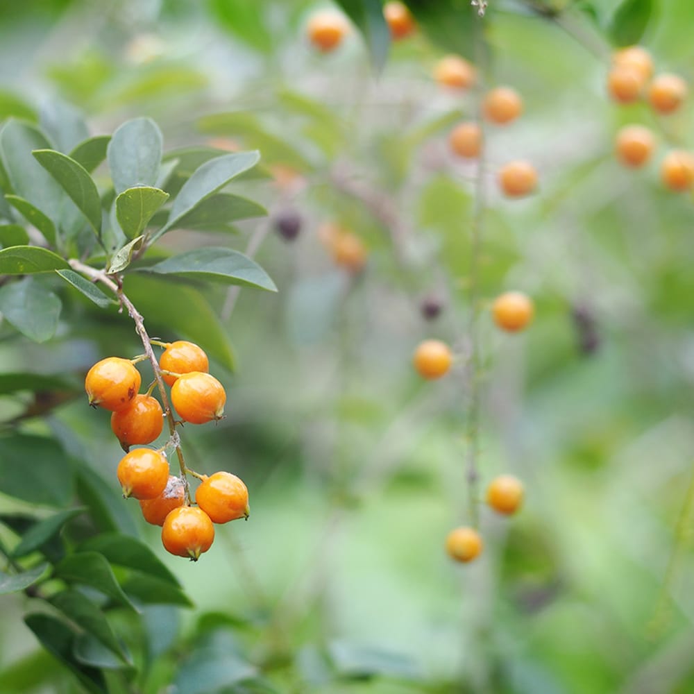Organic Golden Berries - Non-GMO, Kosher, Raw, Vegan - by Food to Live - Picture 15 of 57