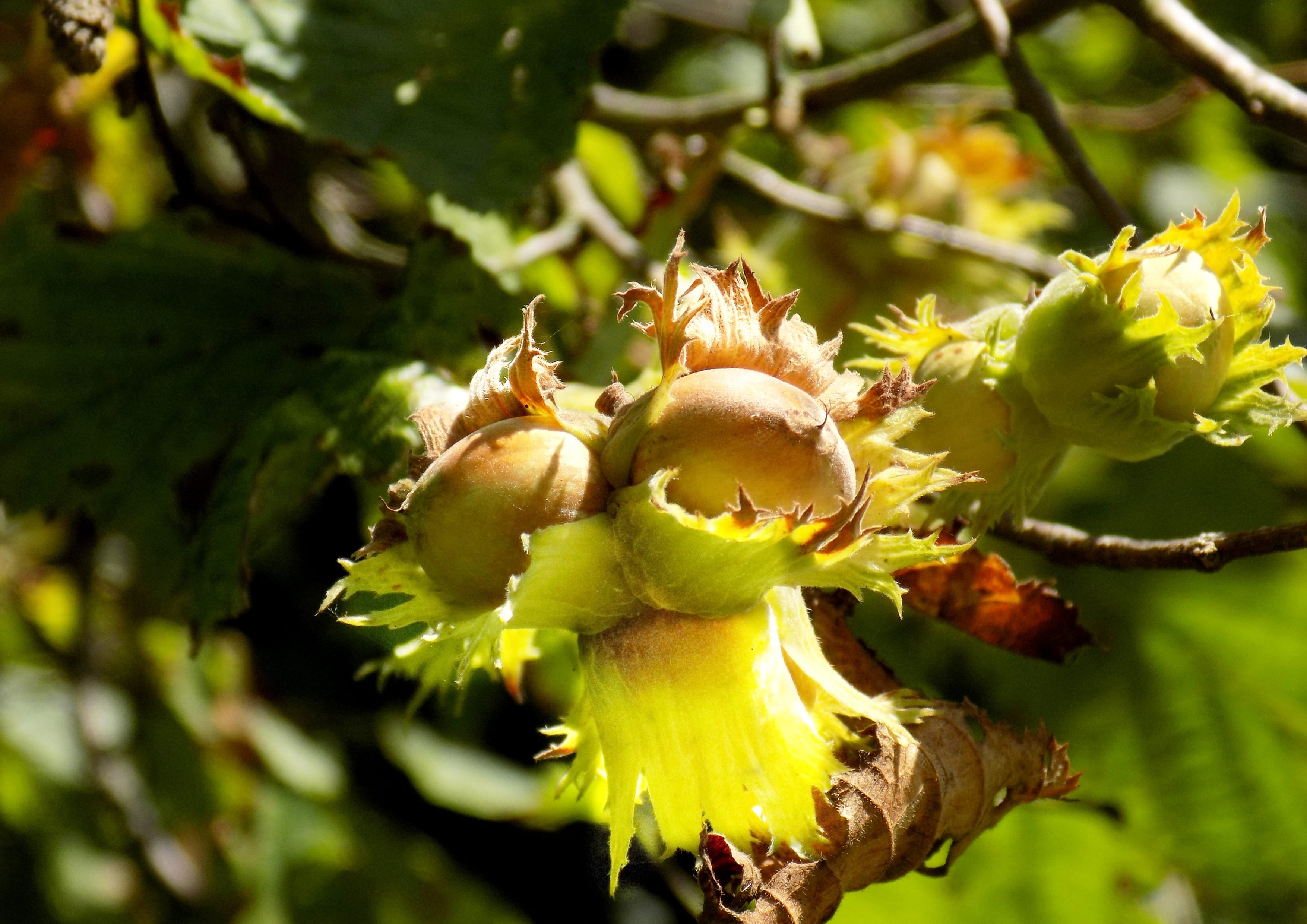 Organic Blanched Hazelnuts – Non-GMO, Unsalted, Unroasted, Vegan, Kosher - Picture 32 of 40