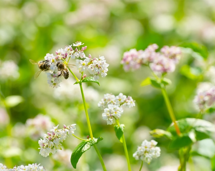 Organic Buckwheat Kasha by Food to Live (Grechka, Whole, Kosher, Sirtfood)