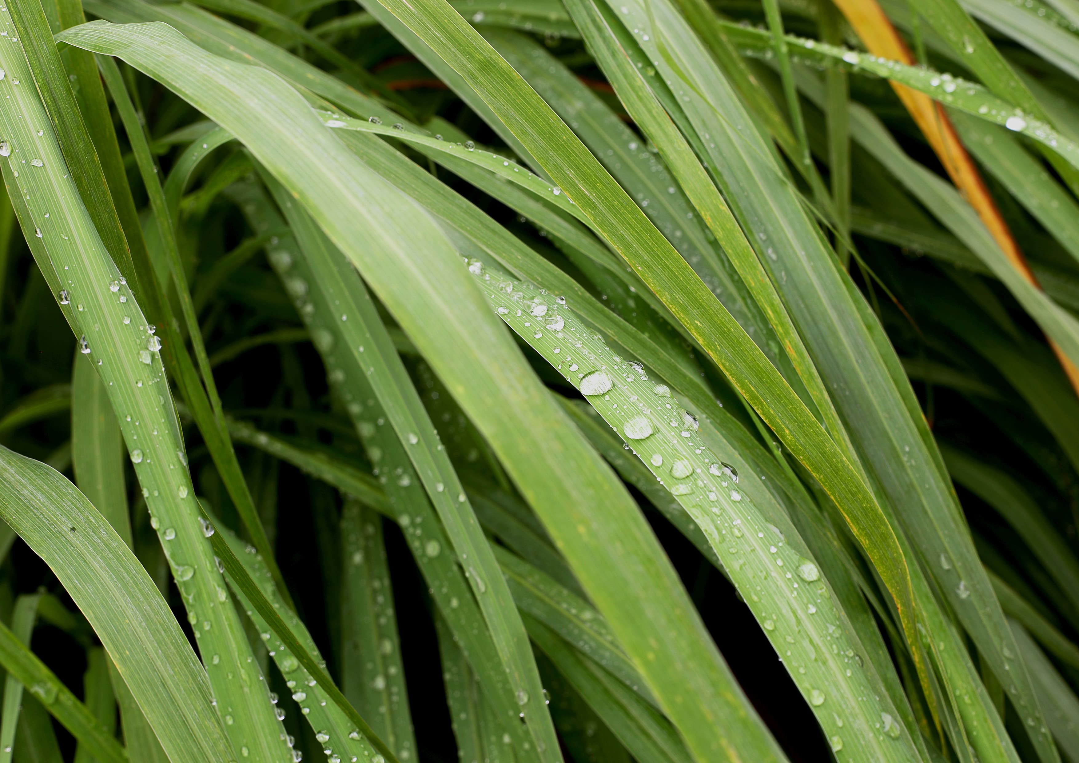 Dried Lemongrass Leaves – Cut Lemon Grass Herb, Vegan, Bulk. Rich in Vitamin C - Picture 32 of 56