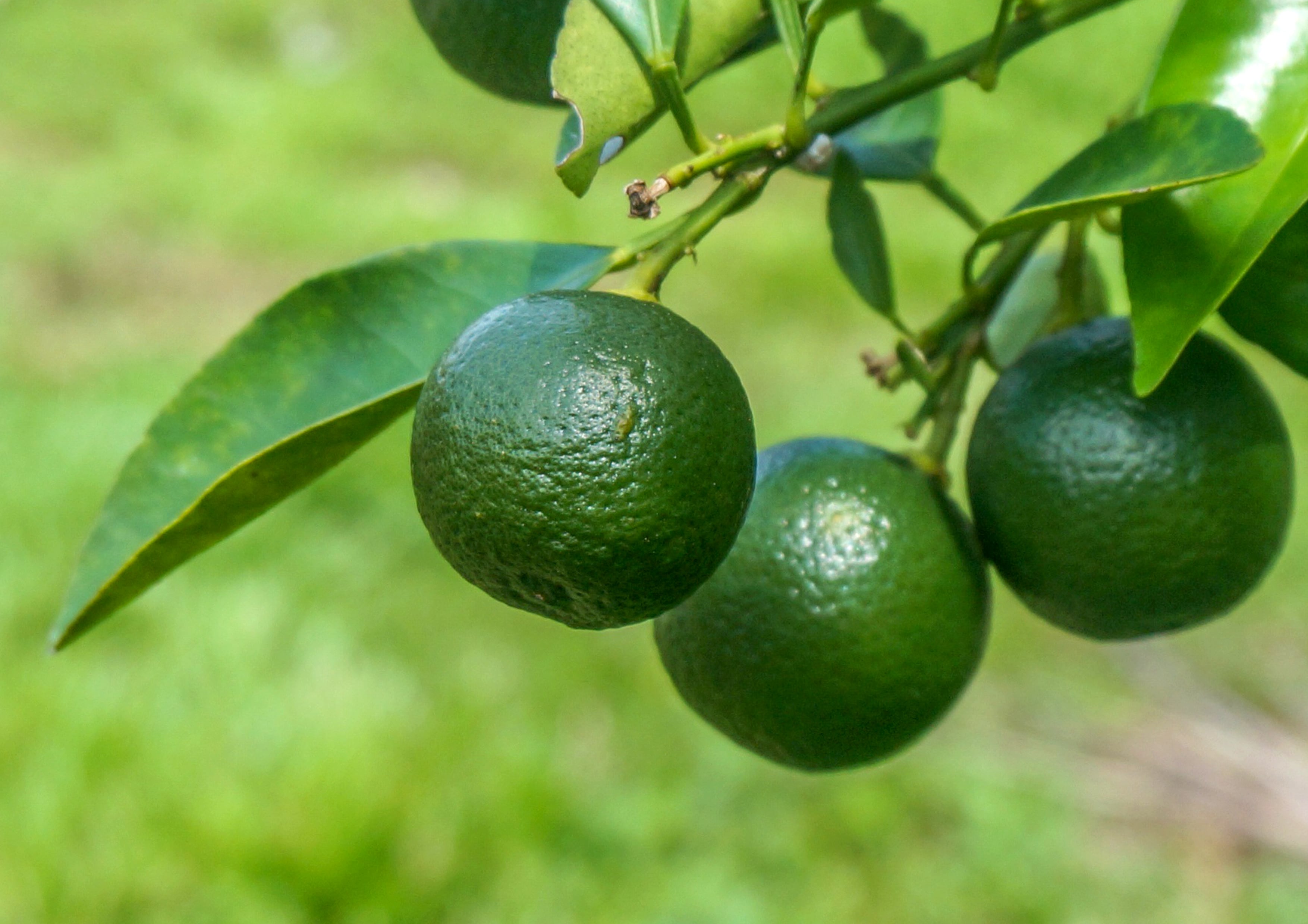 Lime Powder - Unsulfured, Vegan, No Sulphites, Made from Raw Dried Citrus Fruit