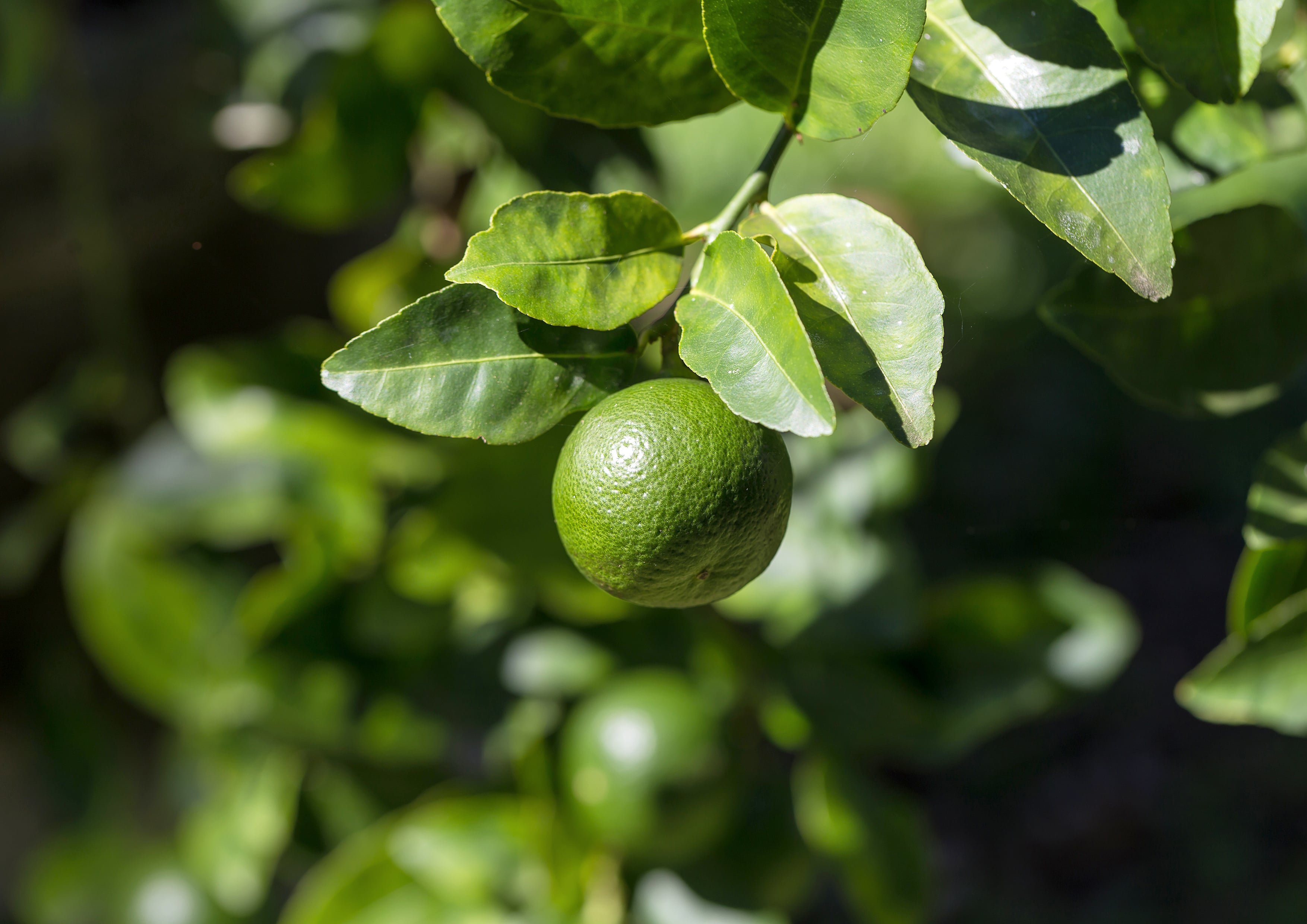 Organic Lime Powder &mdash; Non-GMO, Unsulfured, Raw Dried Fruit, Vegan, No Sulphites