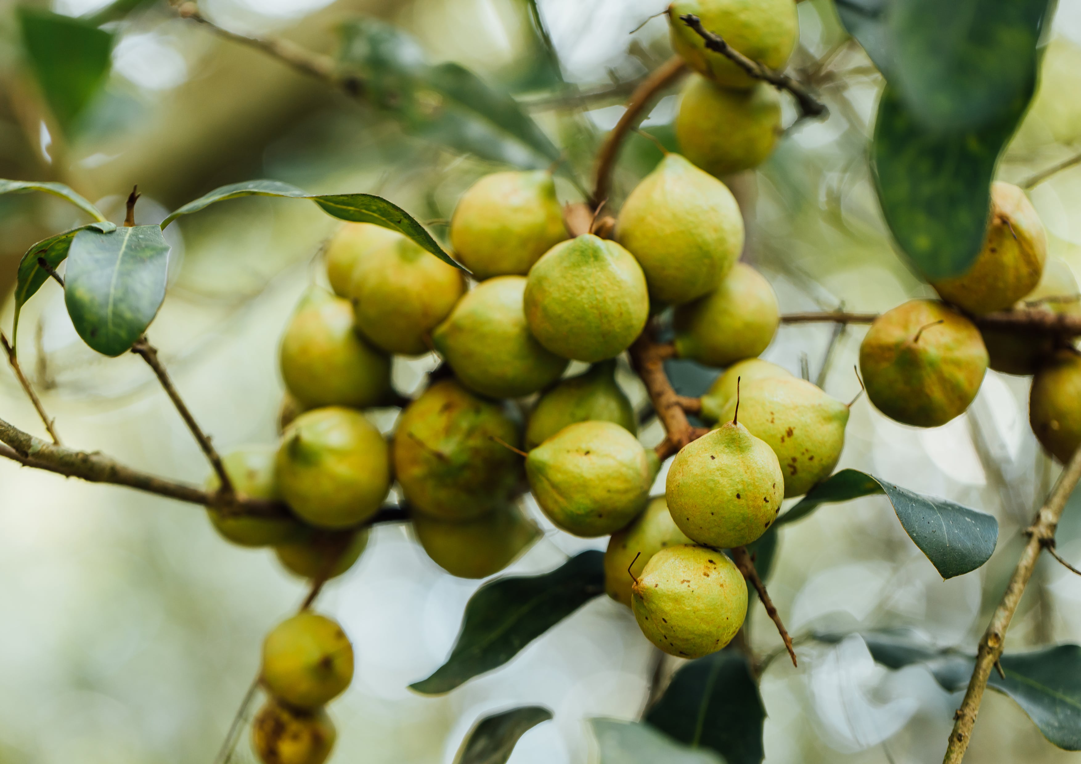 Whole Macadamia Nuts, Non-GMO Verified - Kosher, Raw, Vegan - by Food To Live