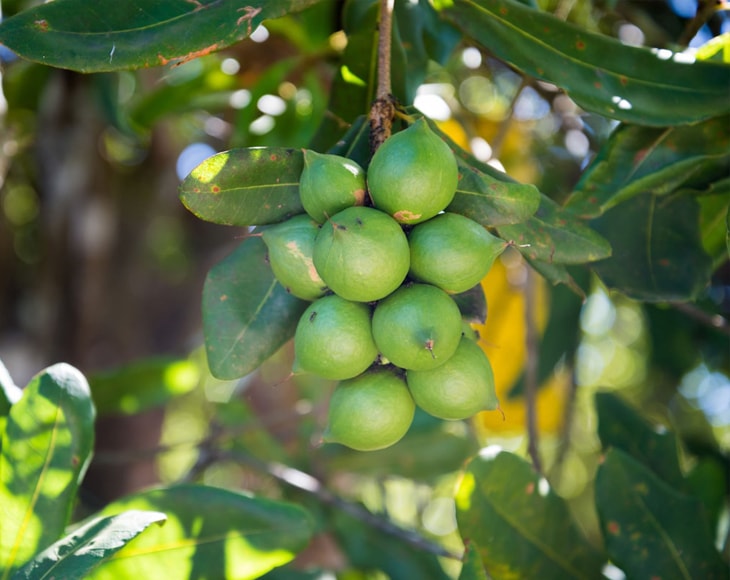 Organic Whole Macadamia Nuts - Non-GMO, Kosher, Raw, Vegan - by Food To Live