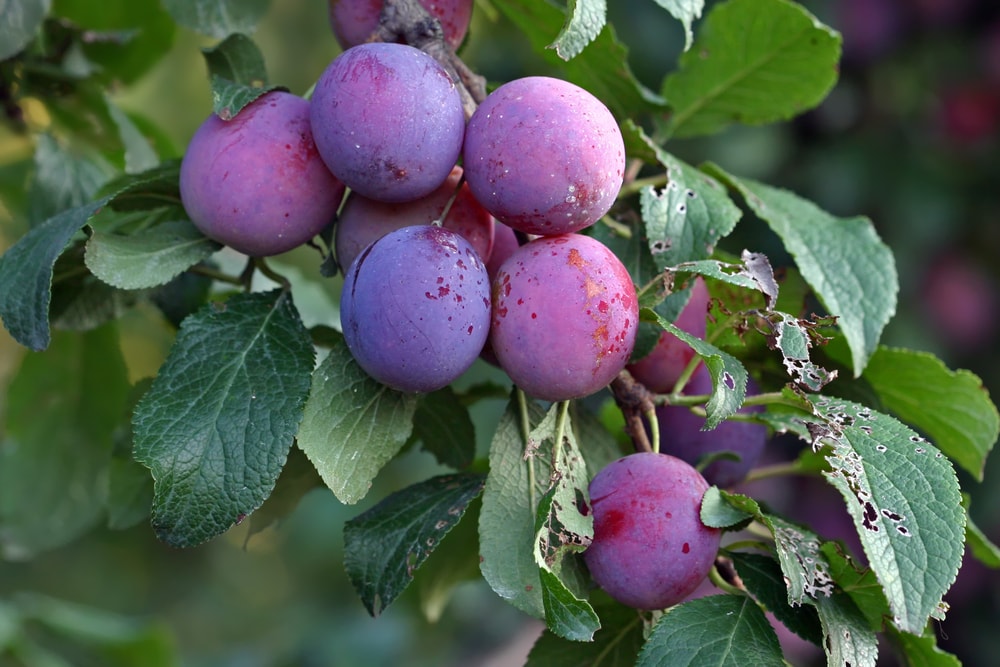 Pitted Prunes - Kosher, Raw, Vegan - by Food To Live - Picture 29 of 50