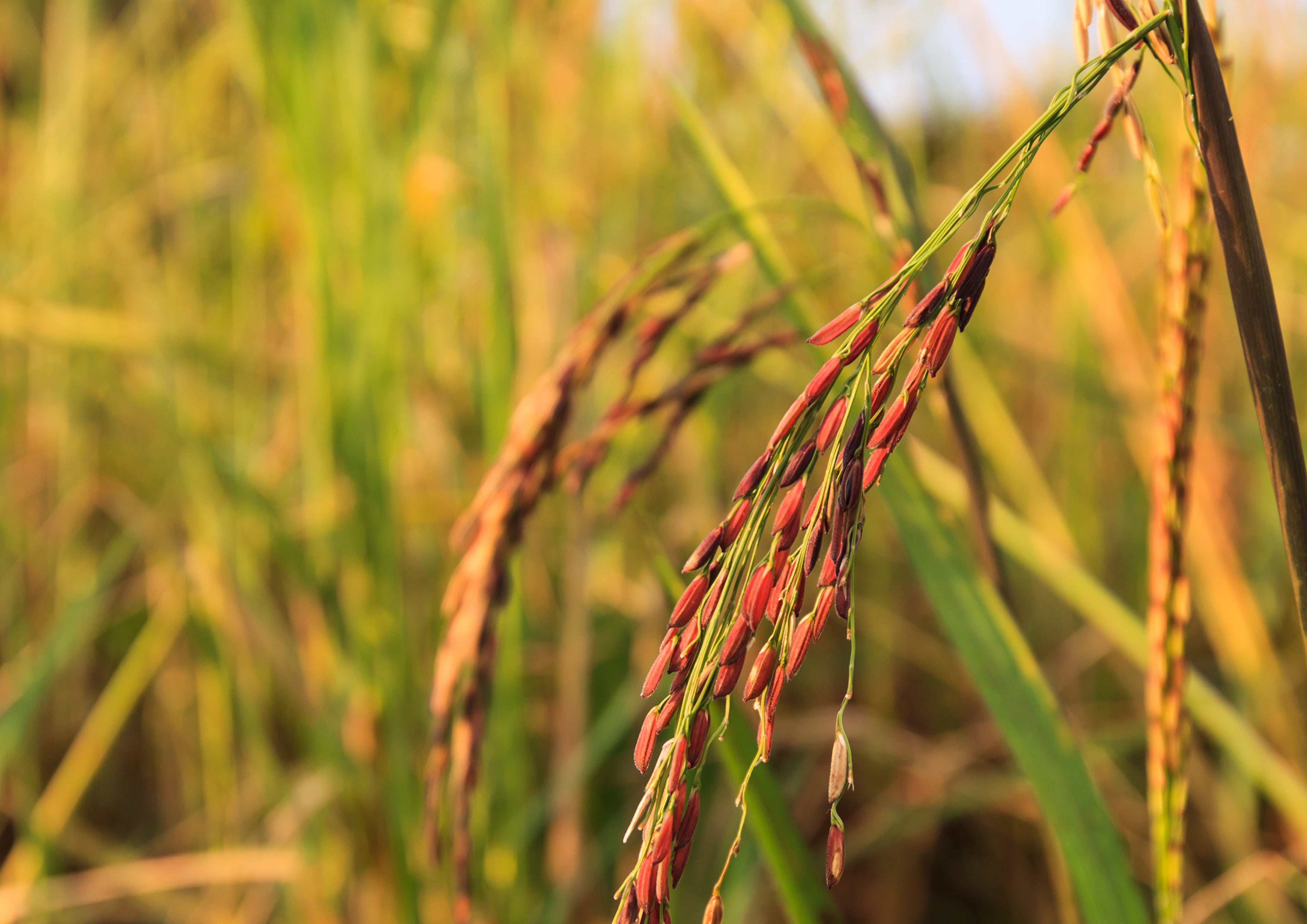 Red Rice &ndash; Whole Long-Grain Rice, Nutty Flavor, Soft Texture, Non-Sticky, Bulk