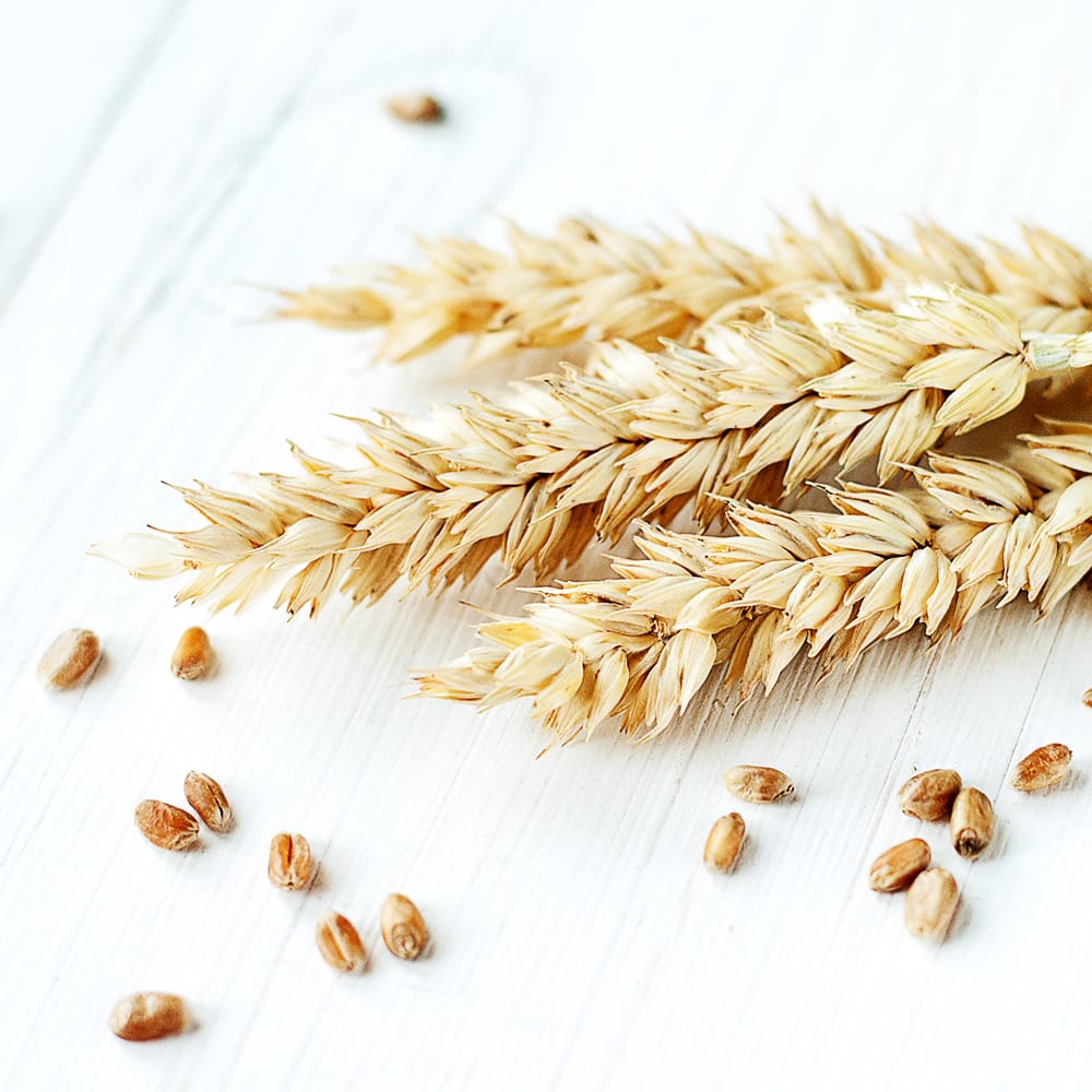 Certified Organic WHEAT BERRIES (WHEAT GRASS) (NonGMO, Kosher) eBay