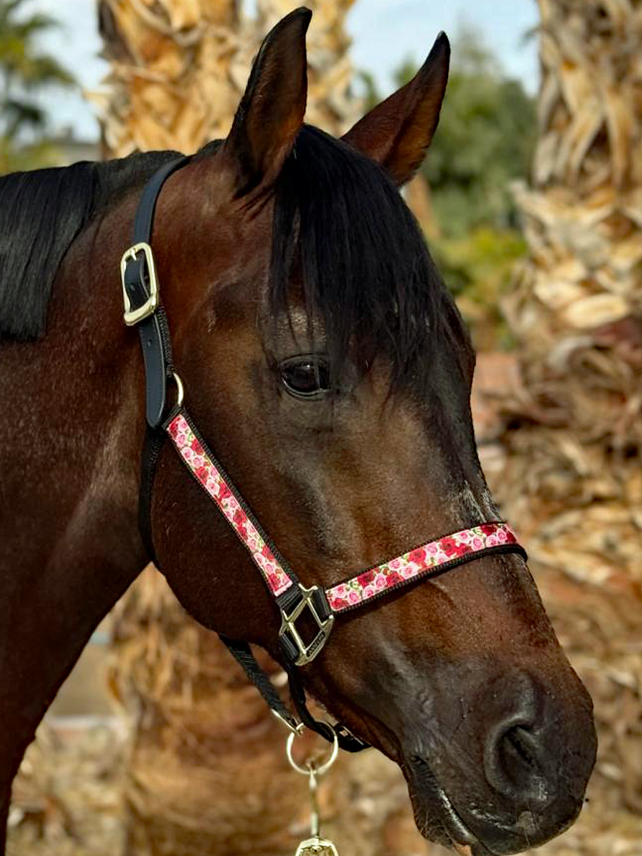 Soporte de cinta premium Anni Lyn Sportswear - Imagen 11 de 48