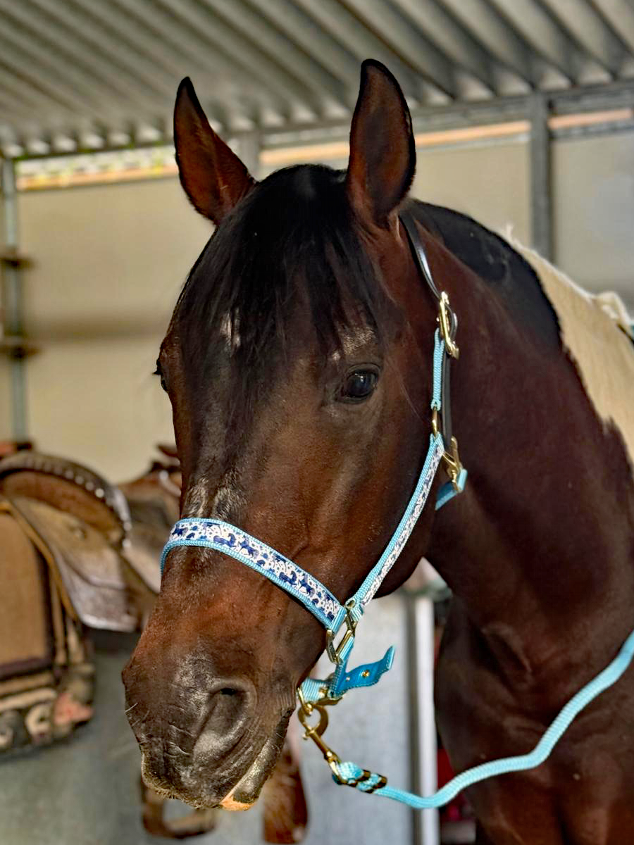 Soporte de cinta premium Anni Lyn Sportswear - Imagen 22 de 48