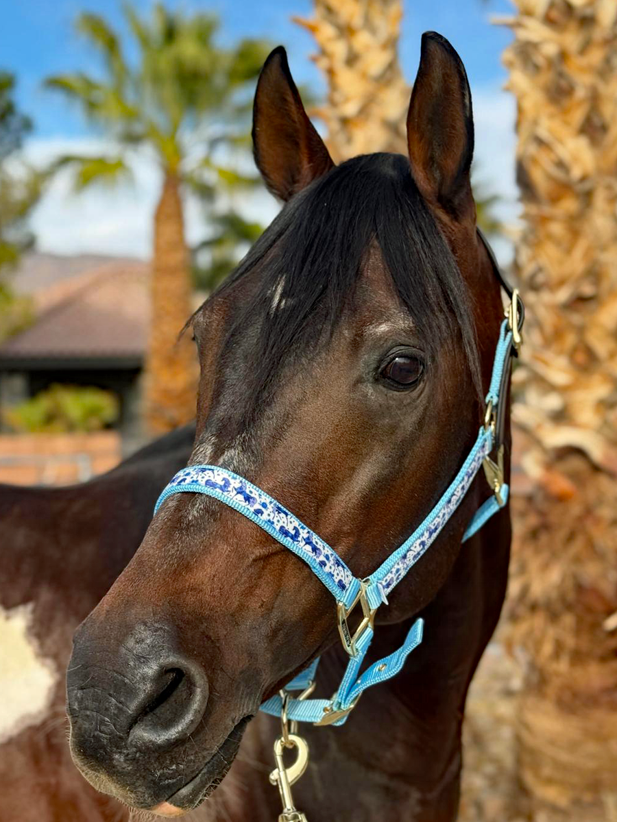 Soporte de cinta premium Anni Lyn Sportswear - Imagen 20 de 48