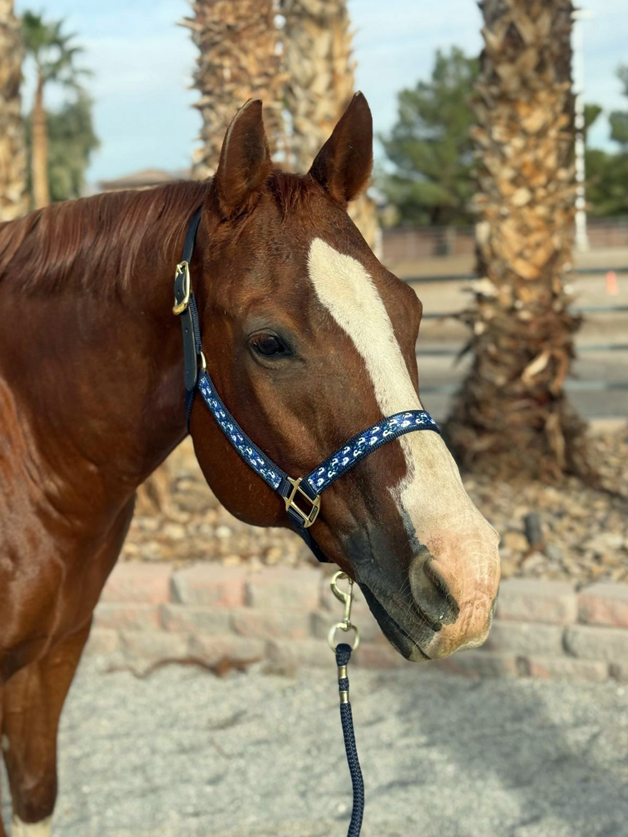 Soporte de cinta premium Anni Lyn Sportswear - Imagen 35 de 48