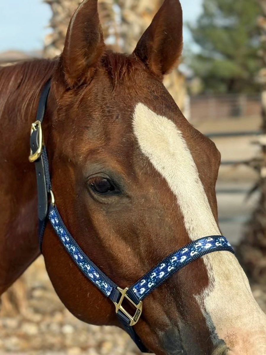 Soporte de cinta premium Anni Lyn Sportswear - Imagen 36 de 48