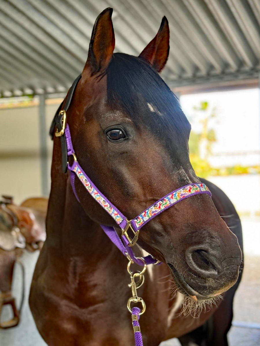 Soporte de cinta premium Anni Lyn Sportswear - Imagen 43 de 48