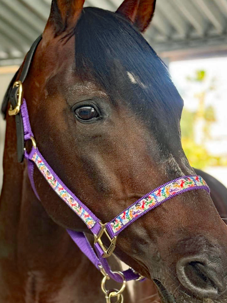 Soporte de cinta premium Anni Lyn Sportswear - Imagen 46 de 48