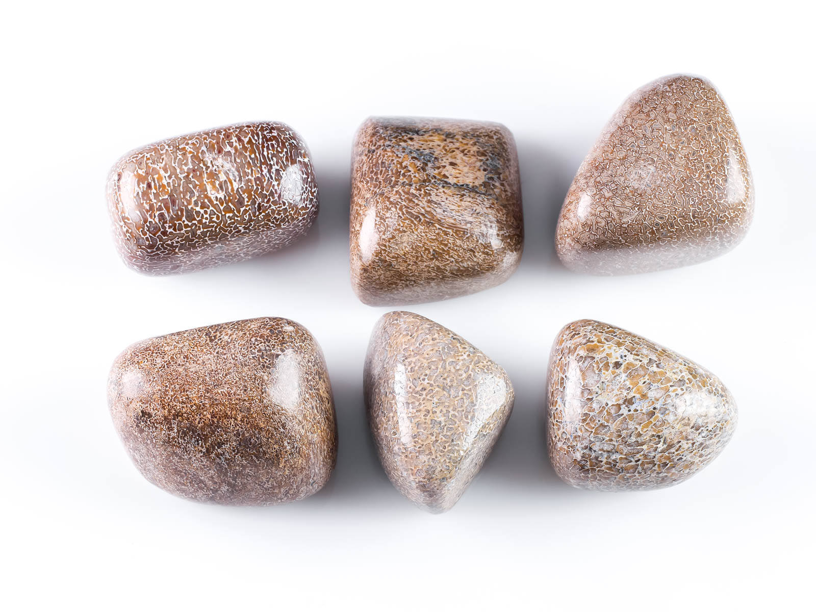 Dinossauro Osso Fossil Freeform M Ou L Tamanho E0687 Ebay Dinossauro Osso Fossil Freeform M Ou L Tamanho E0687 Ebay