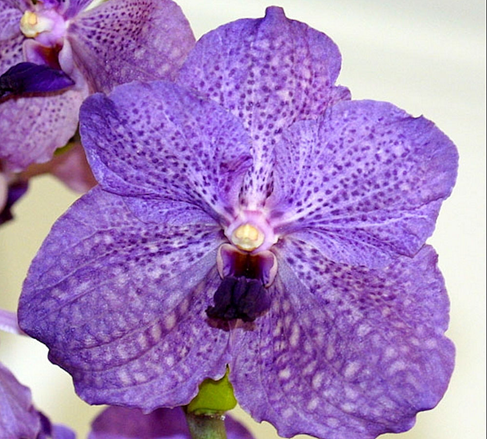 Orchid Vanda Fuch's Joy....................Stock 1642 eBay