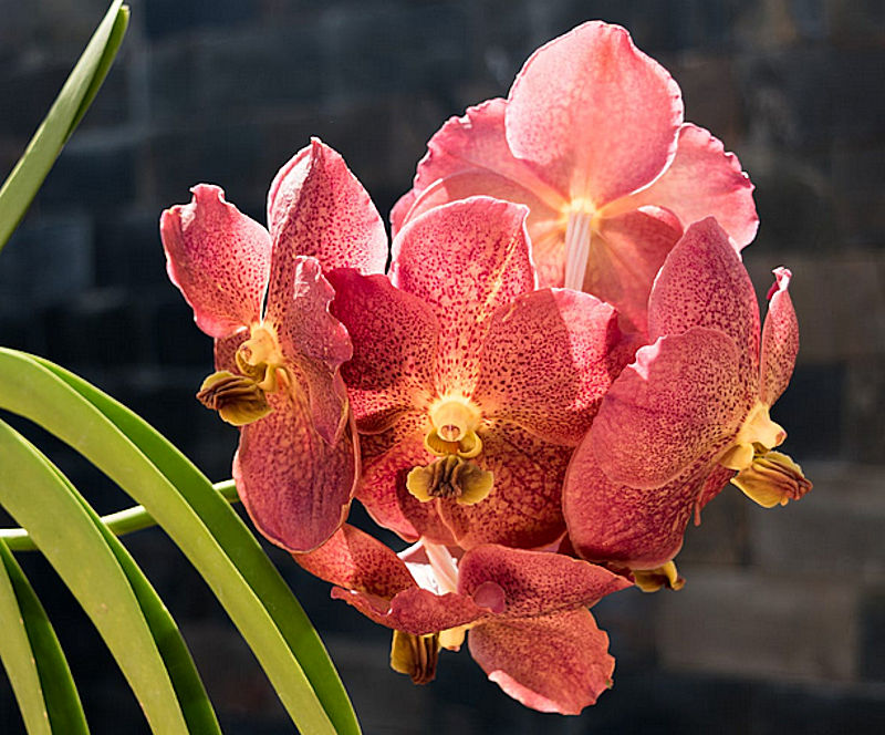 Orchid Vanda Adisak Happiness Red Spots ……… Stock 2098 eBay