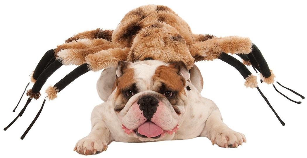 Giant Spider Animal Bug Scary Funny Fancy Dress Up Halloween Pet Dog Cat Costume - Picture 7 of 10