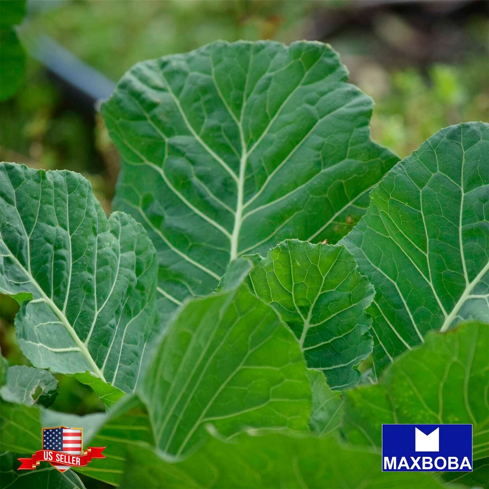 Collard Seeds – Georgia Southern – Non-GMO Heirloom and Vegetable Garden Fresh