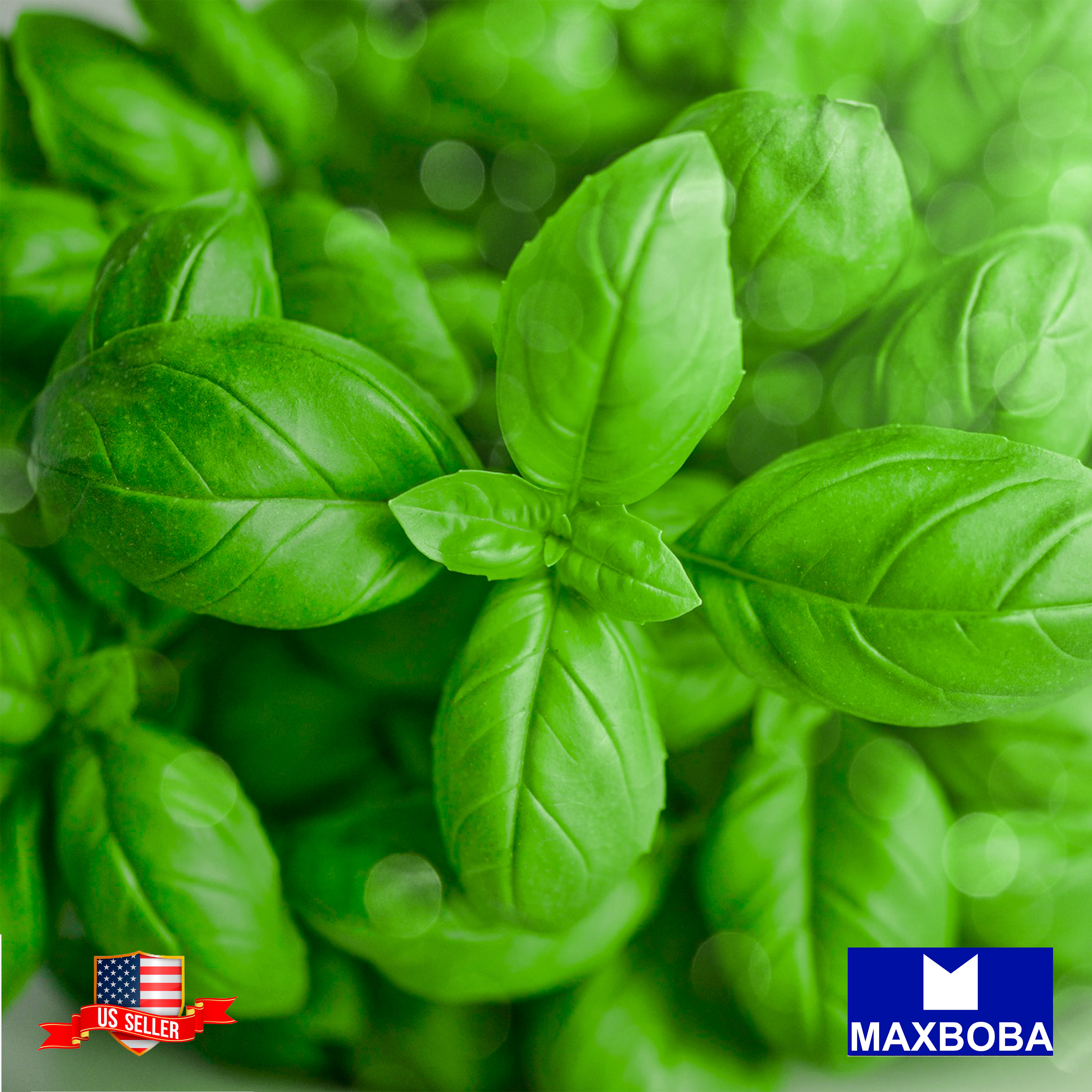 Fresh!! Basil Seeds Non-GMO Heirloom