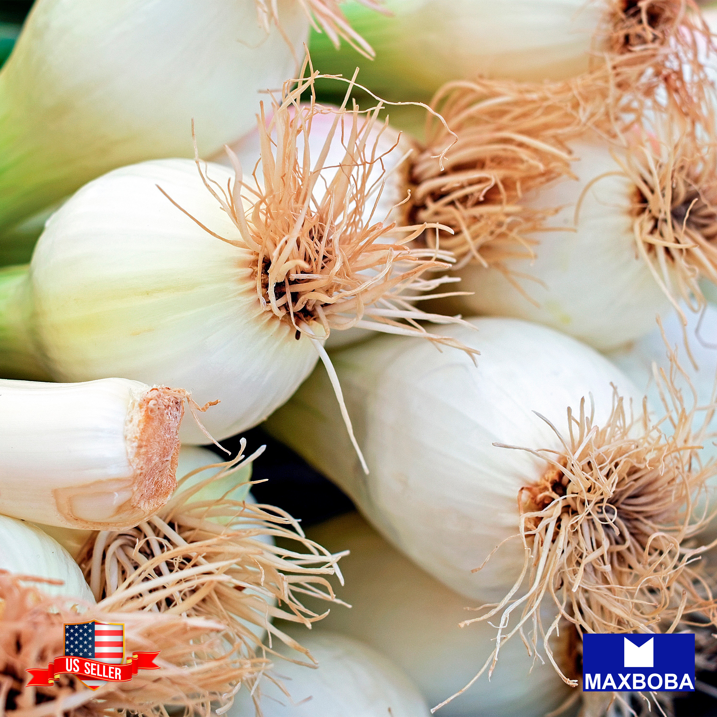 Fresh!! Onion Seeds Non-GMO Heirloom Vegetable - Picture 7 of 25