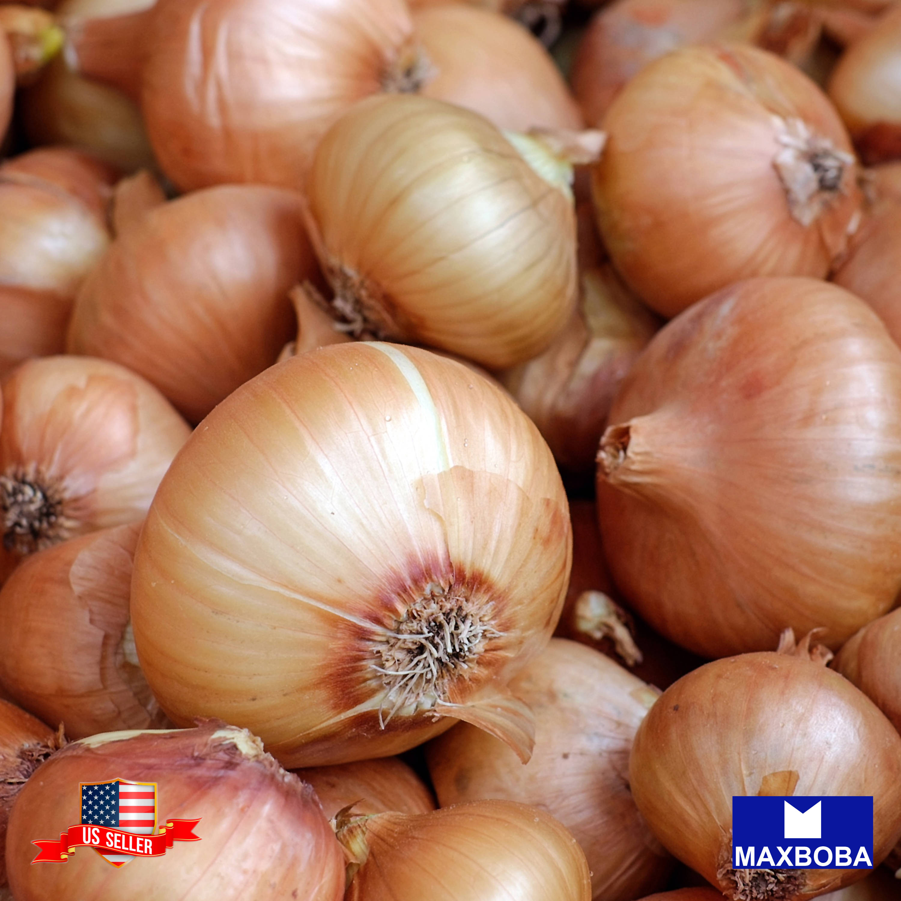 Fresh!! Onion Seeds Non-GMO Heirloom Vegetable - Picture 8 of 25