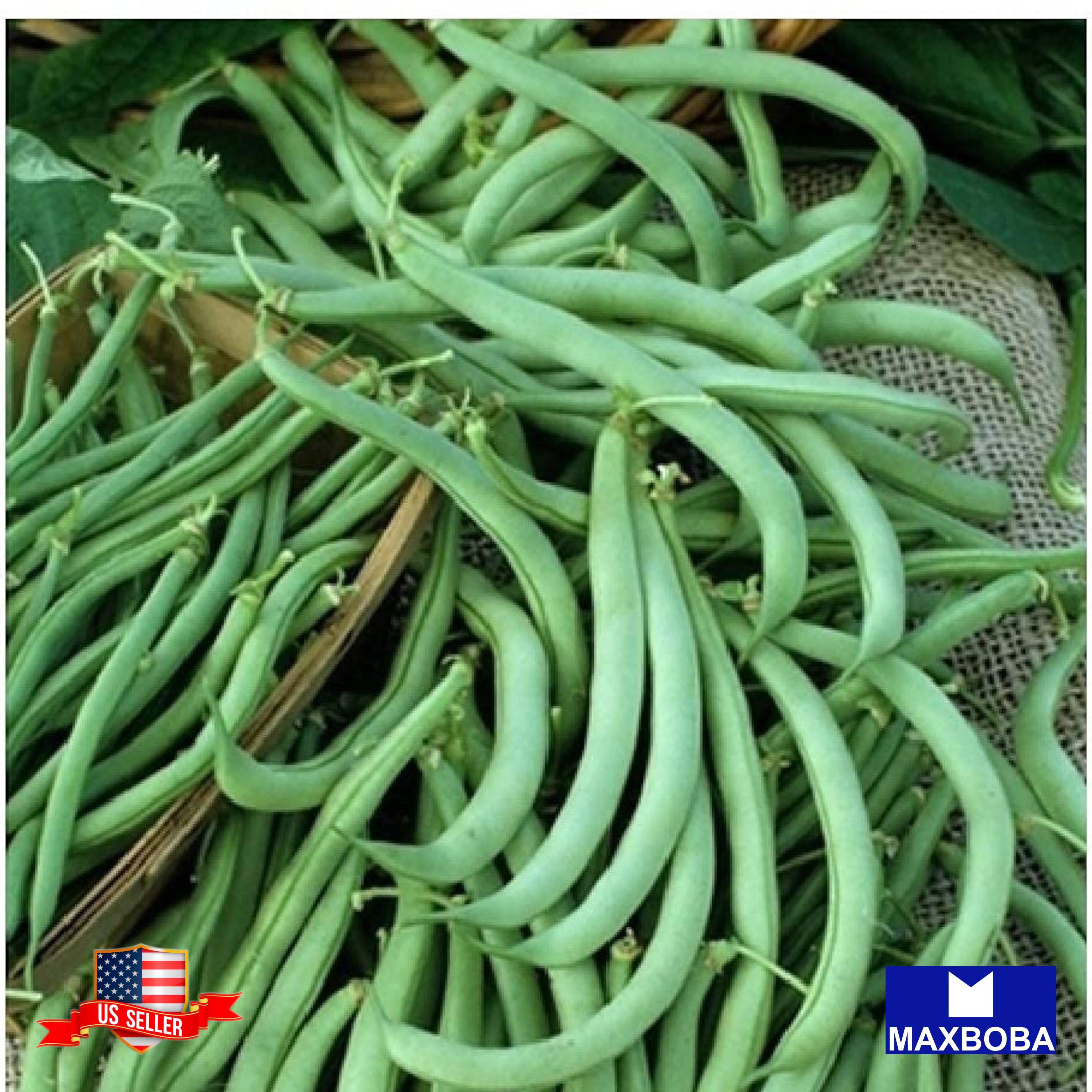 Fresh!! Bean Seeds Non-GMO Heirloom Vegetable - Picture 14 of 31