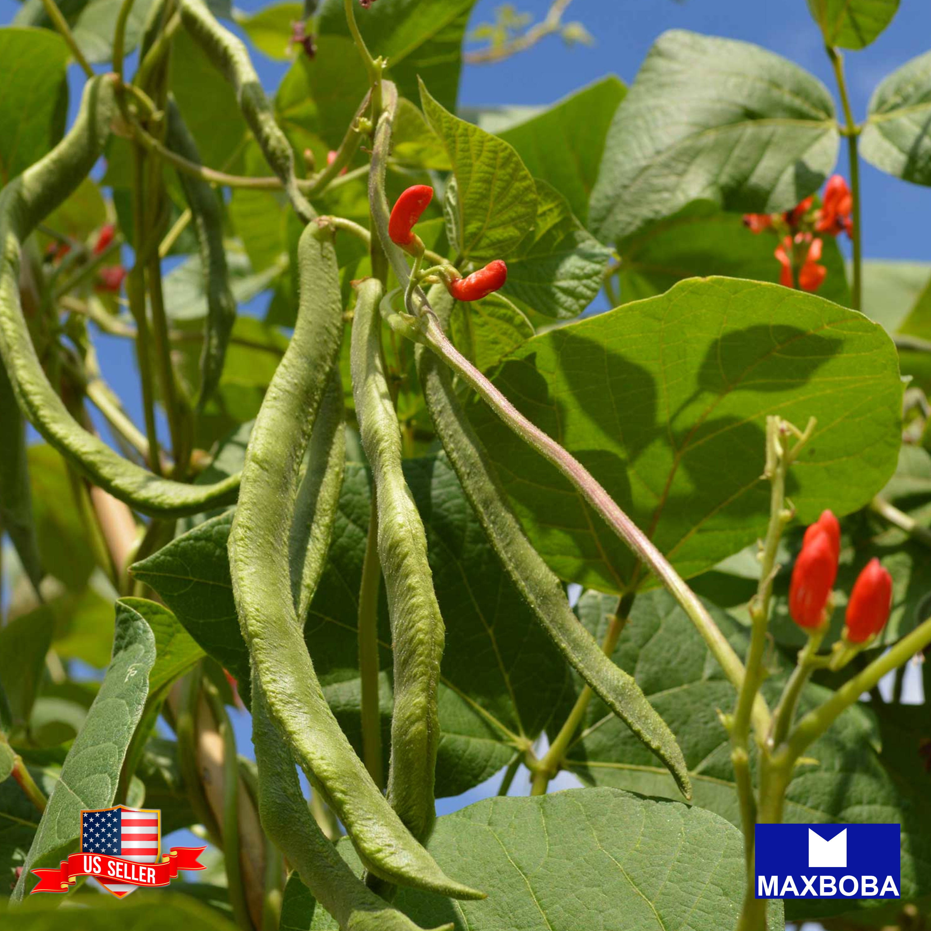 Fresh!! Bean Seeds Non-GMO Heirloom Vegetable - Picture 19 of 31
