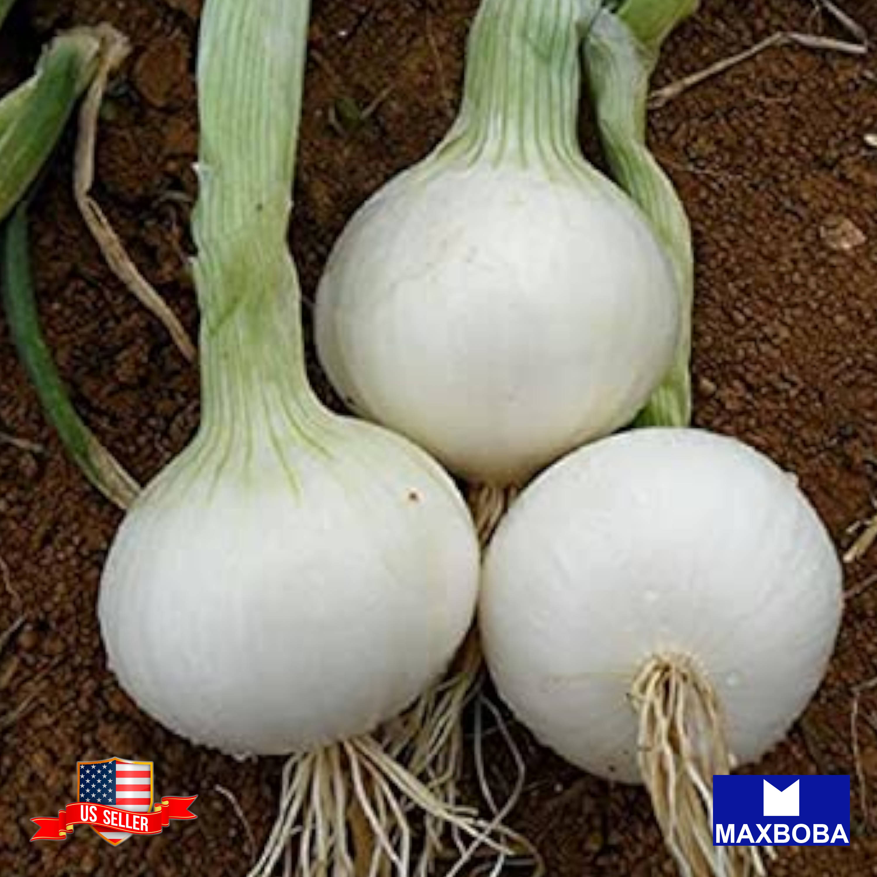Fresh!! Onion Seeds Non-GMO Heirloom Vegetable - Picture 16 of 25